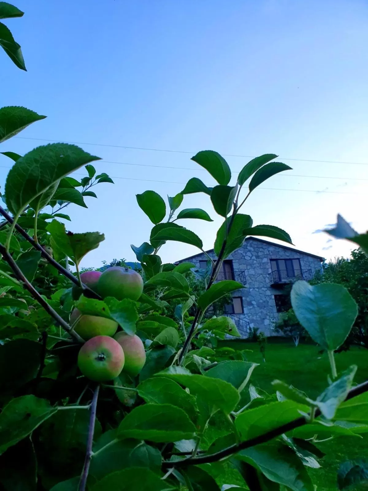 Spring in Guest House Ijevan's Garden