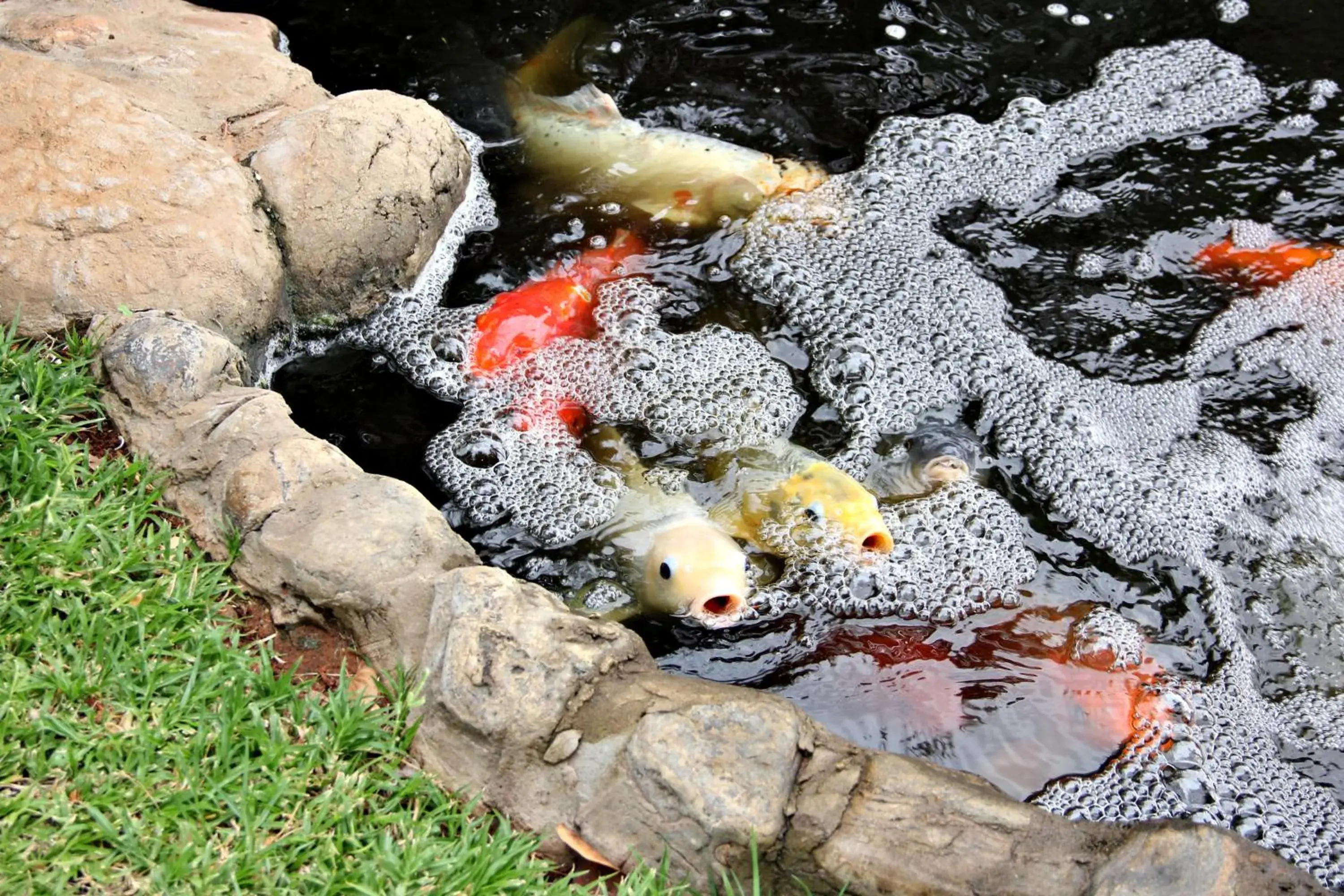 Natural Landscape in Browns Manor