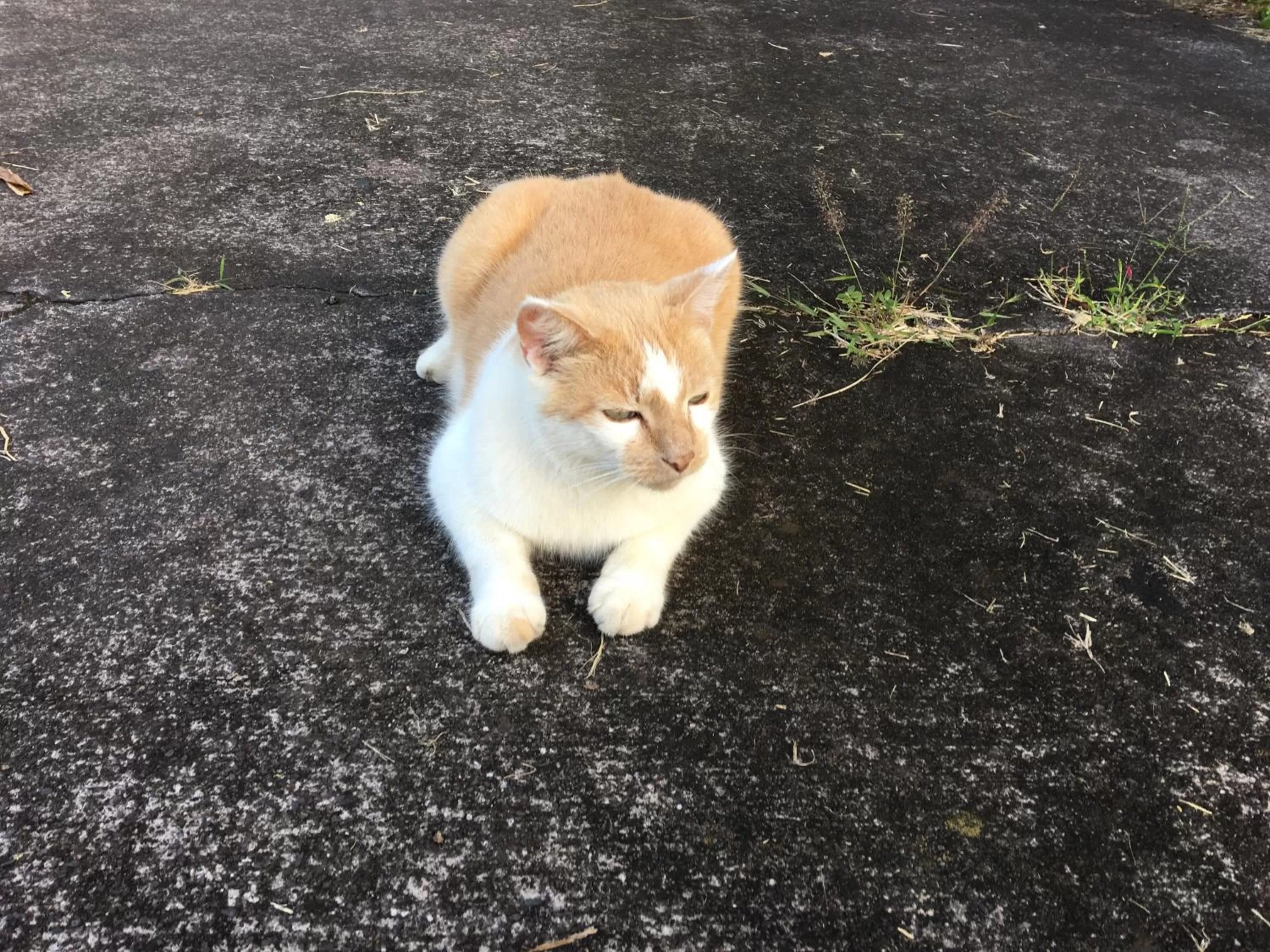 Pets in Kona Bayview Inn
