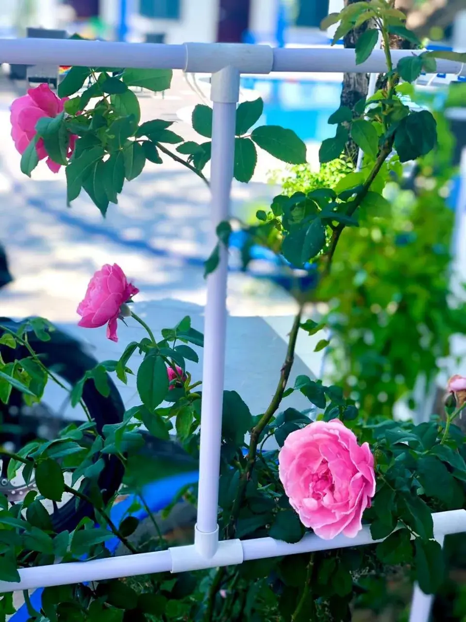 Garden view in La Vita Hotel Garden view in La Vita Hotel