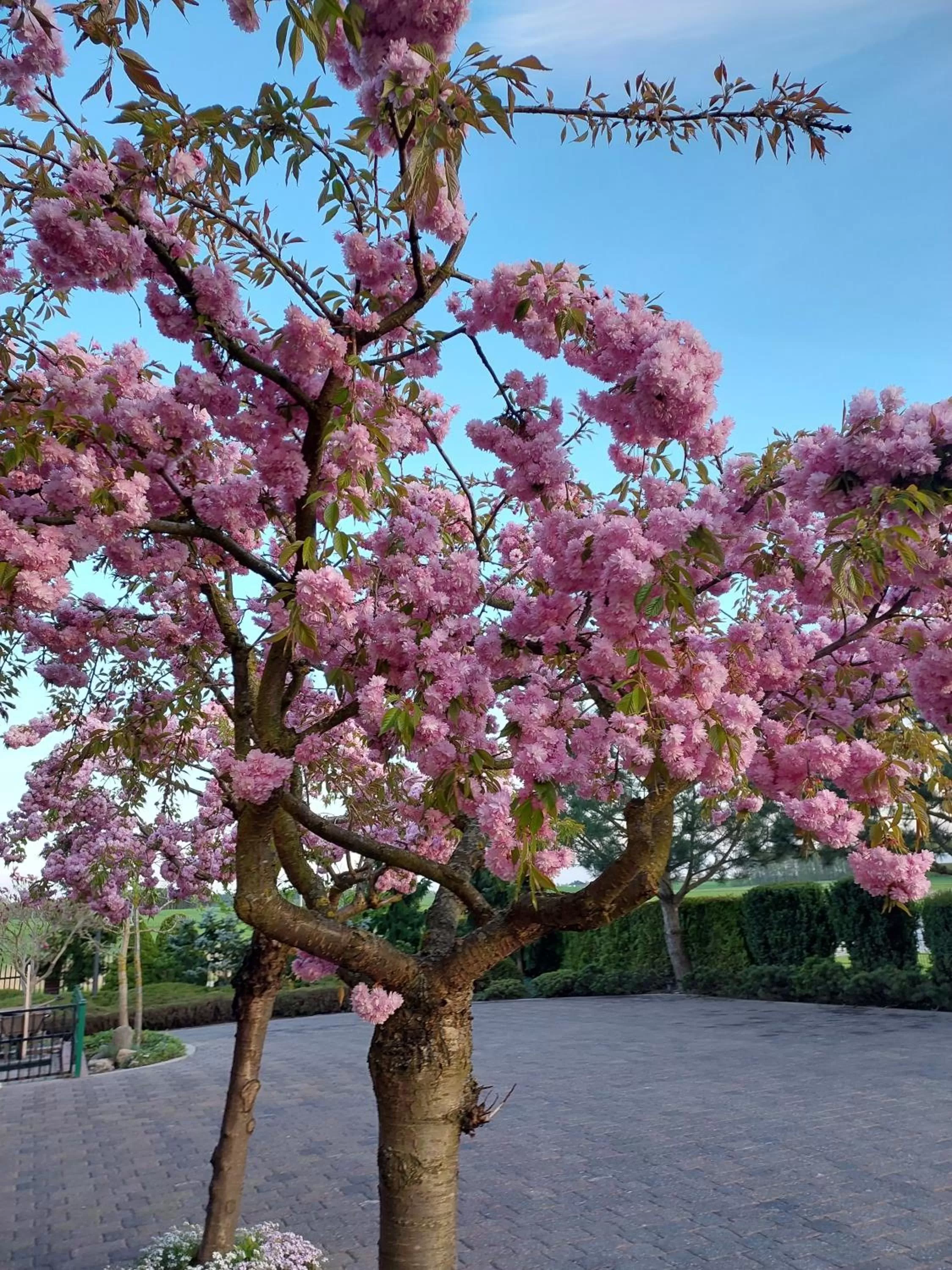 Spring in Port Jeziorak