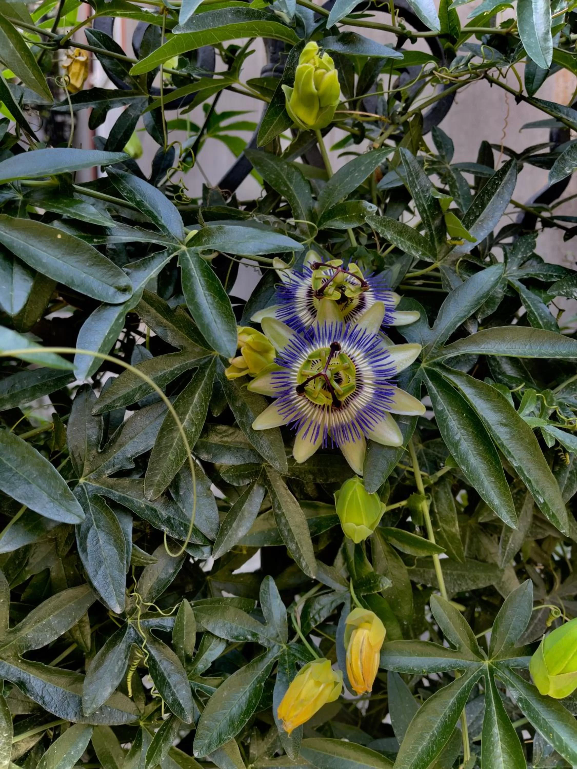 Garden in Luxors Garden
