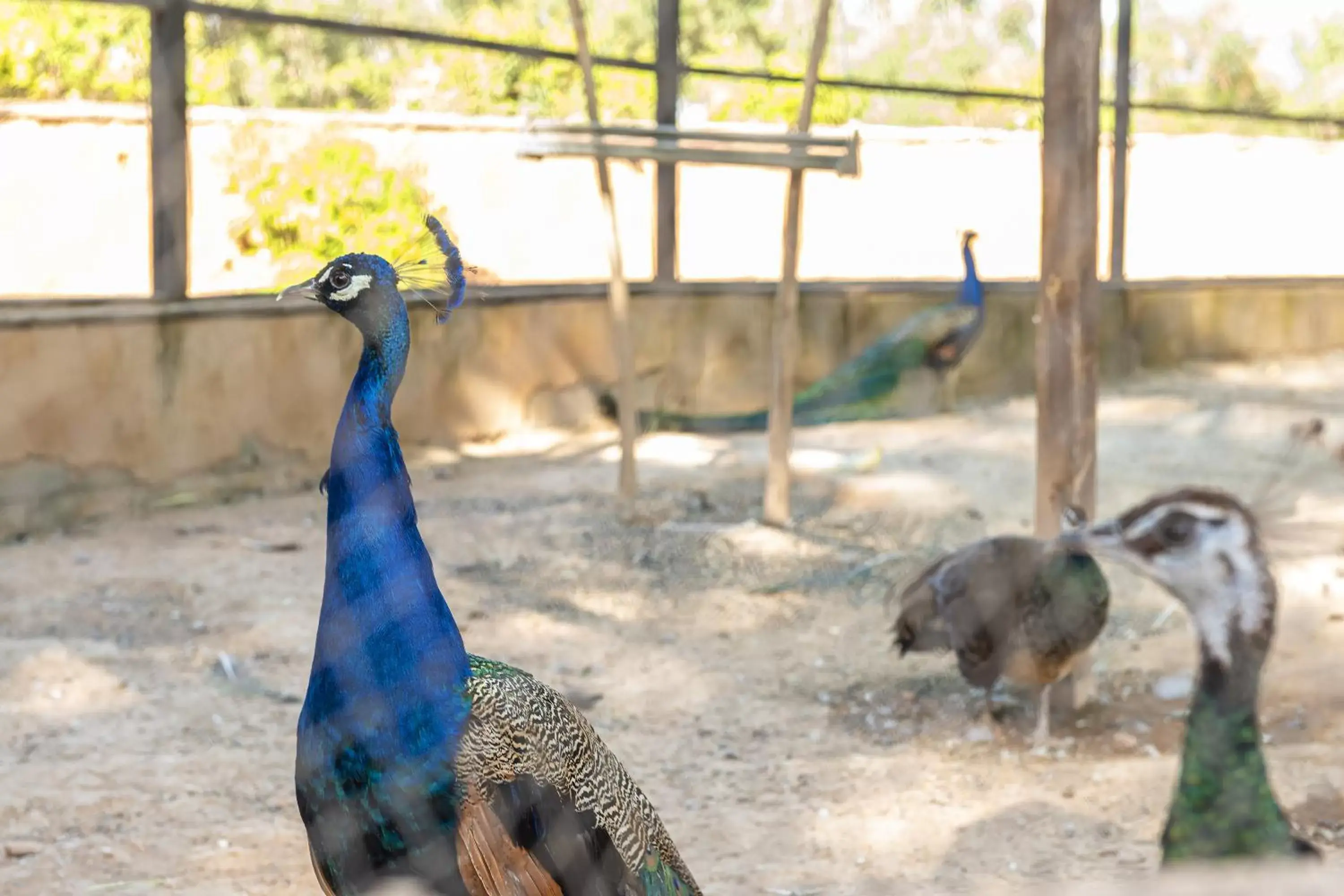 Pets, Other Animals in Barceló Palmeraie