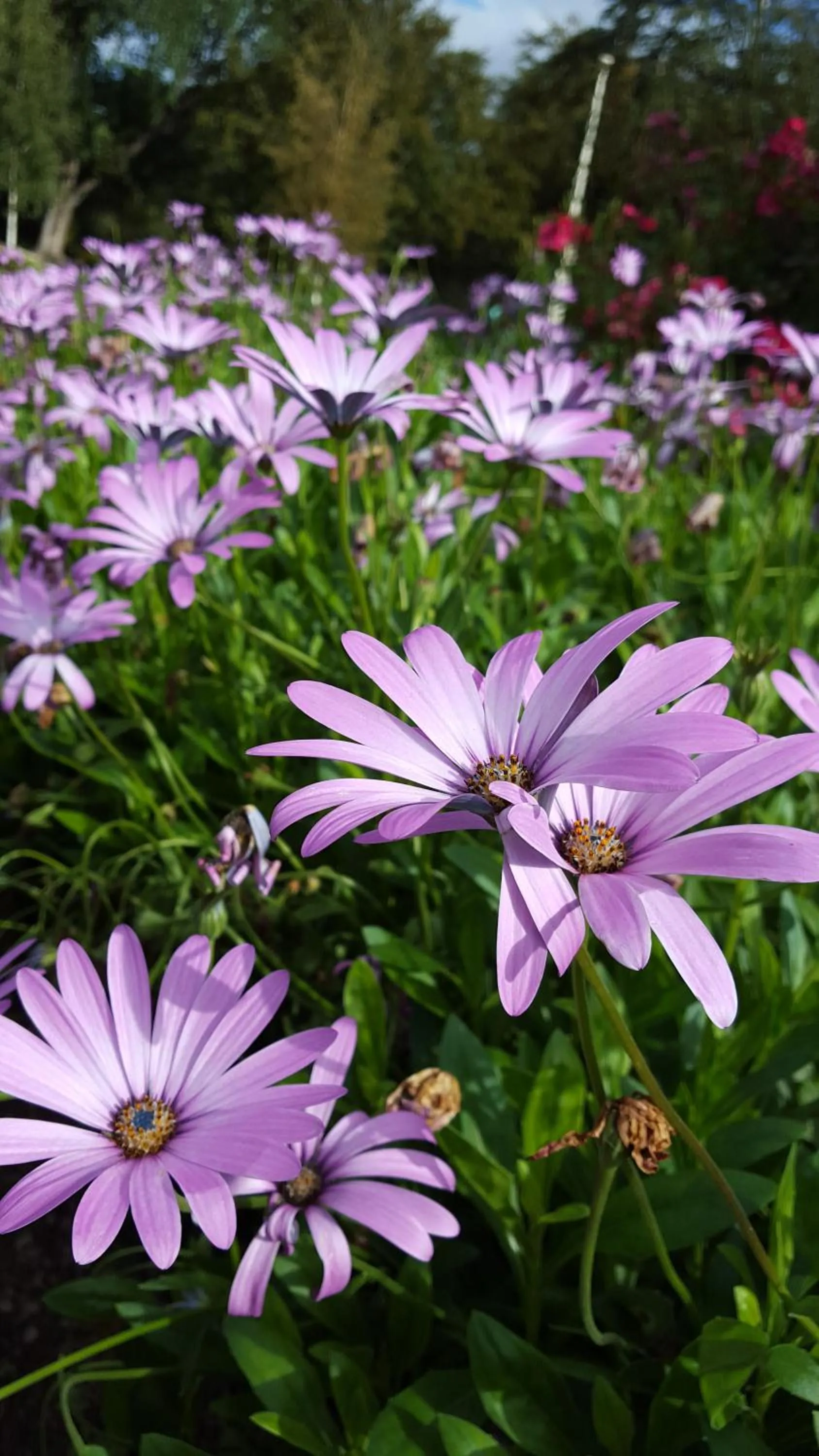Spring in Queens Park Motels