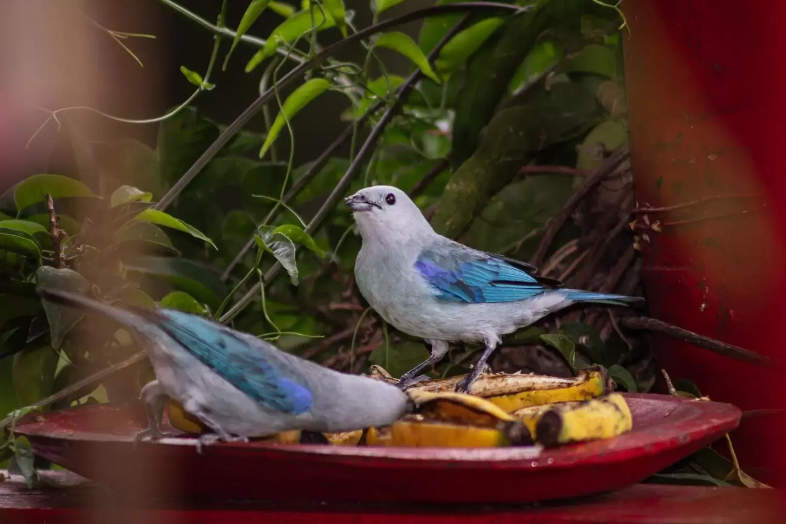 Double or Twin Room with Private Bathroom - COFFEE LODGE in Hacienda Venecia Coffee Farm Hotel Double or Twin Room with Private Bathroom - COFFEE LODGE in Hacienda Venecia Coffee Farm Hotel