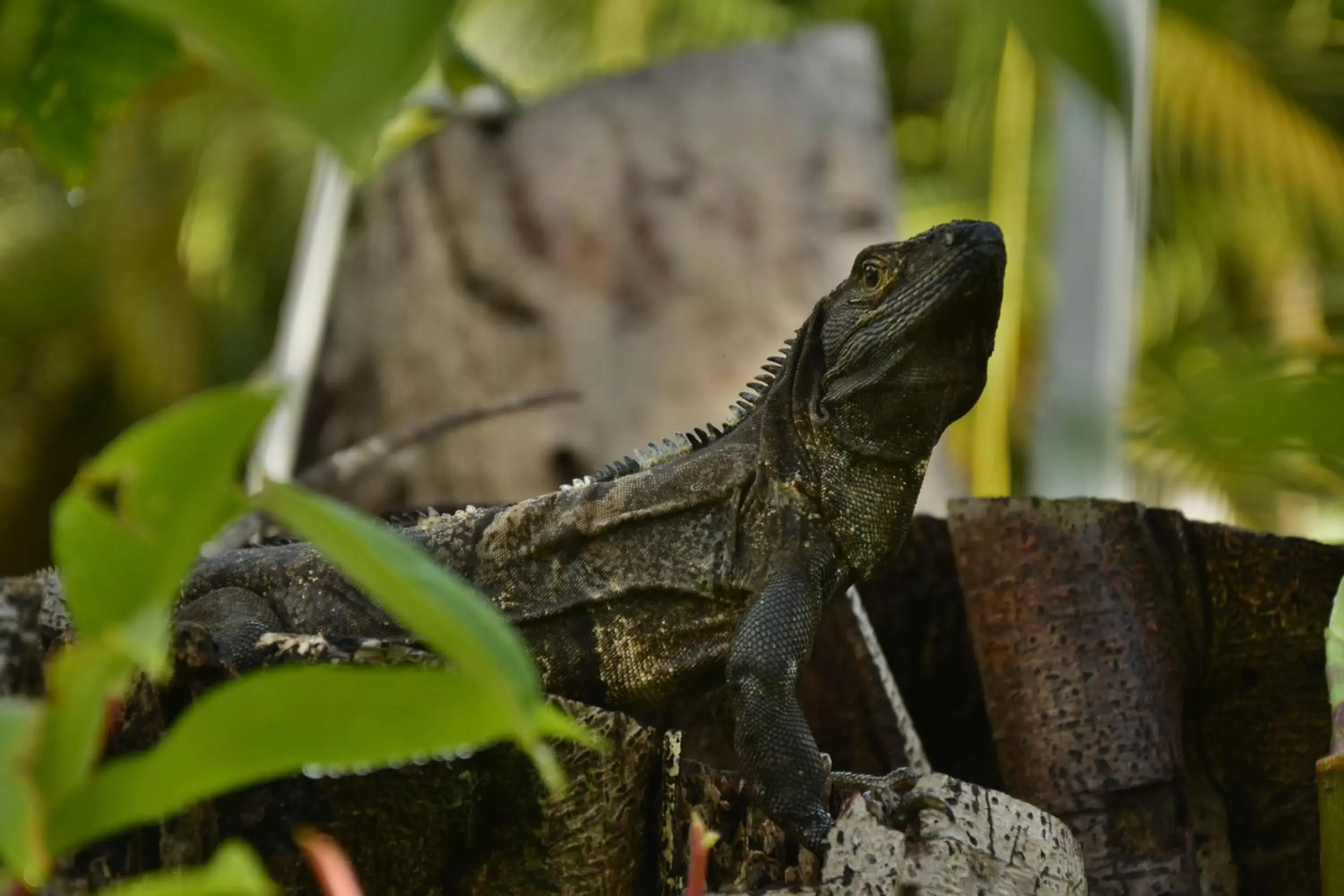 Day, Other Animals in Hotel Pochote Grande