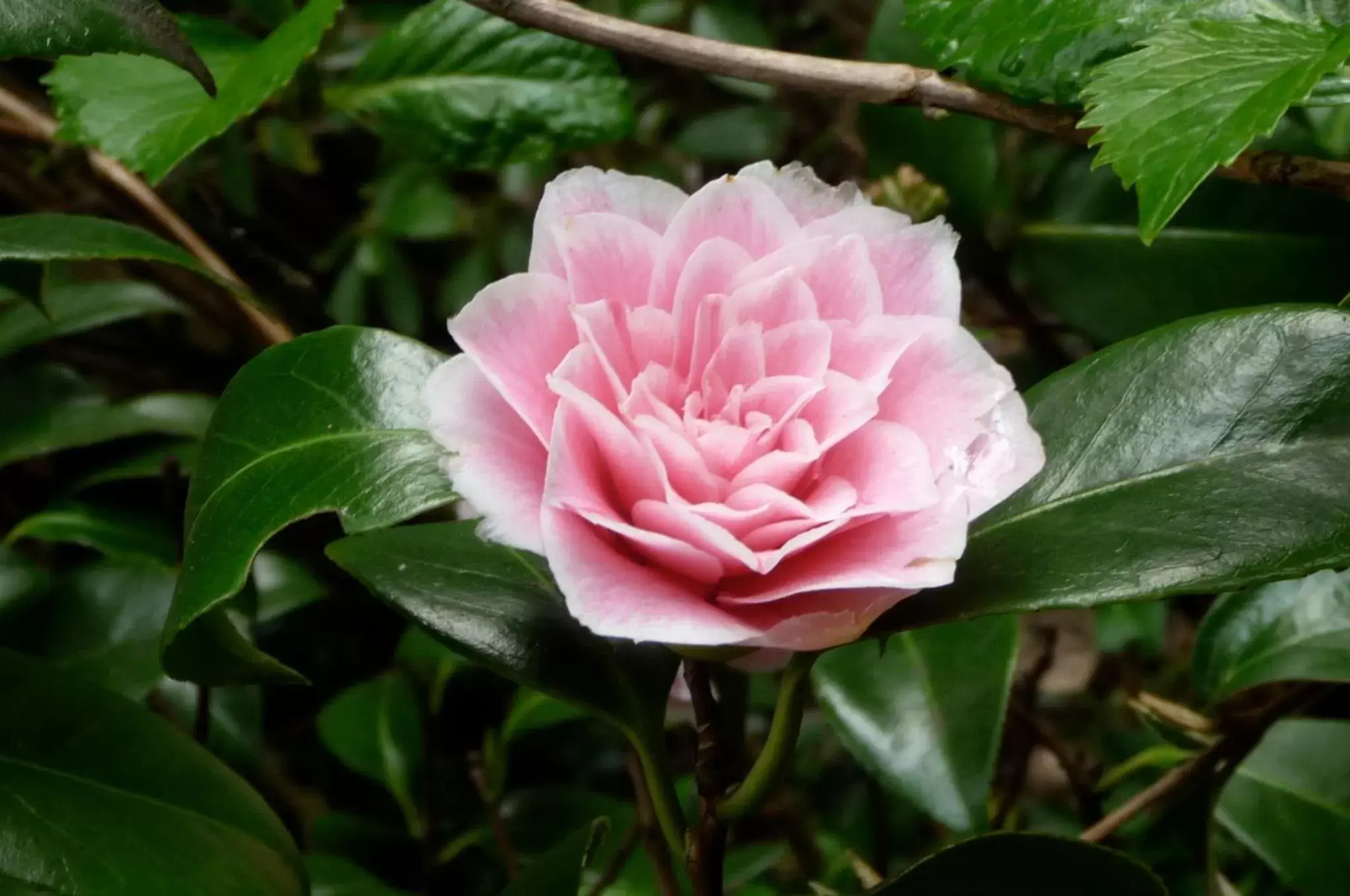 Garden in Magnolia Petal