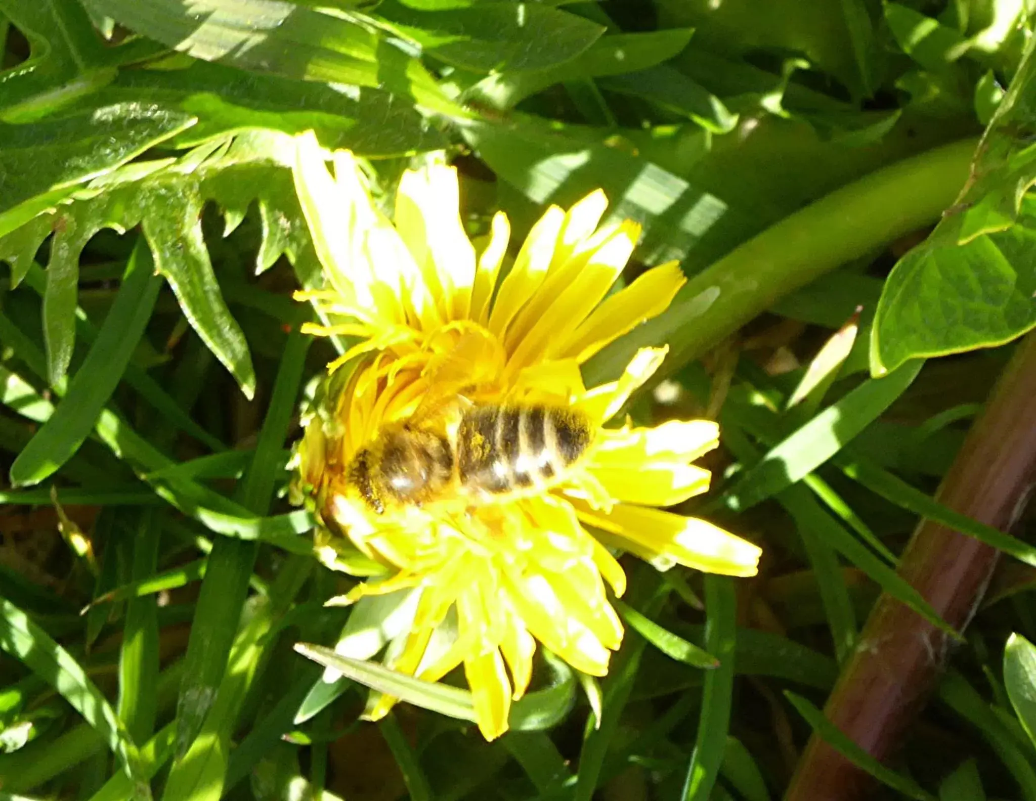 Garden in Chez Jean et Daisy