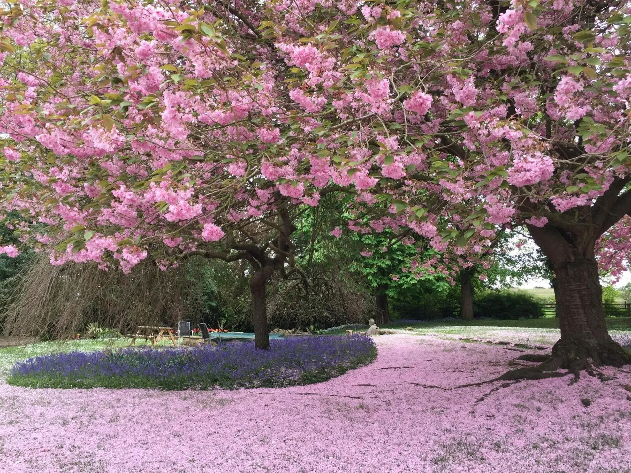 Garden view in Hedgefield House