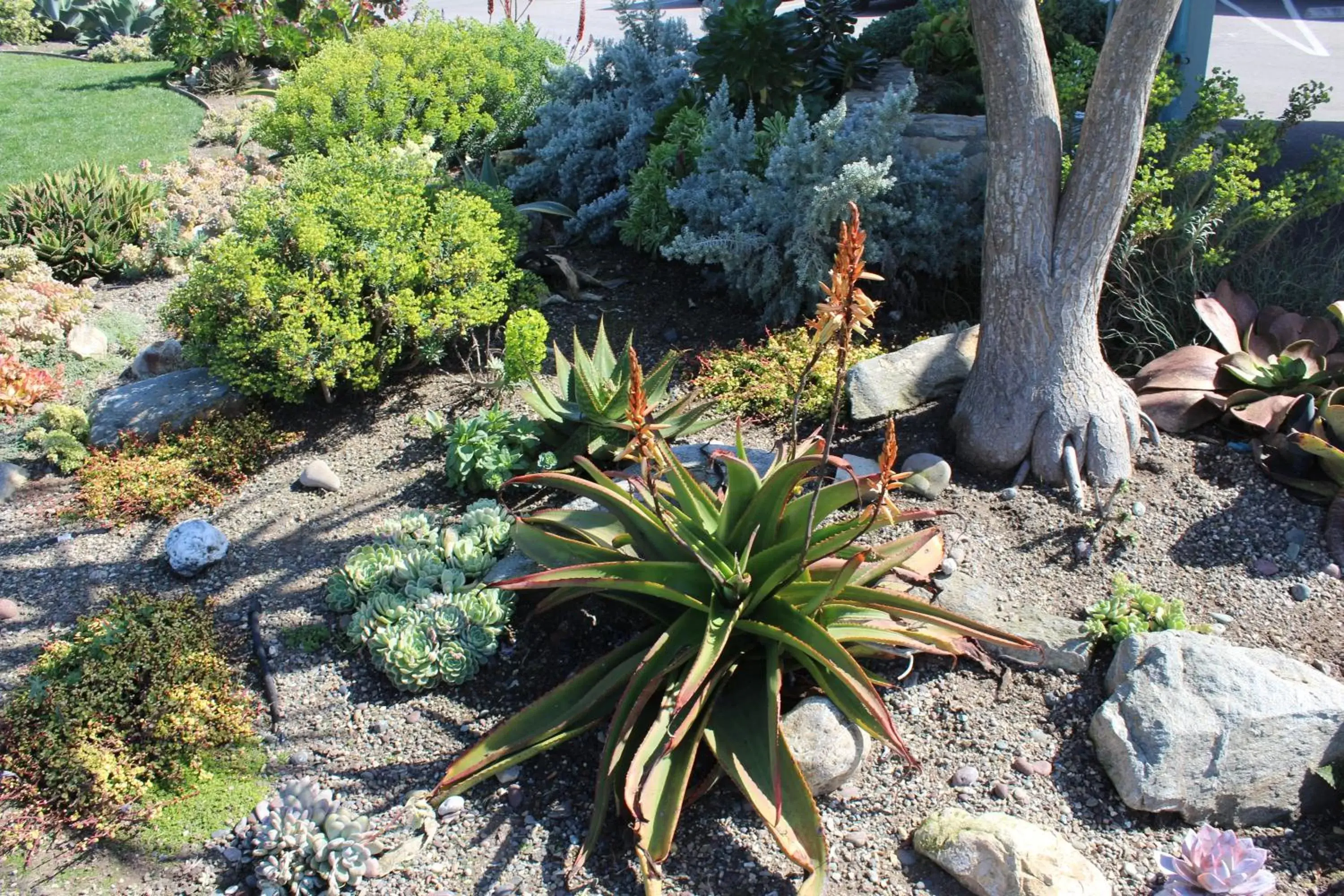 Garden view in Cambria Shores Inn