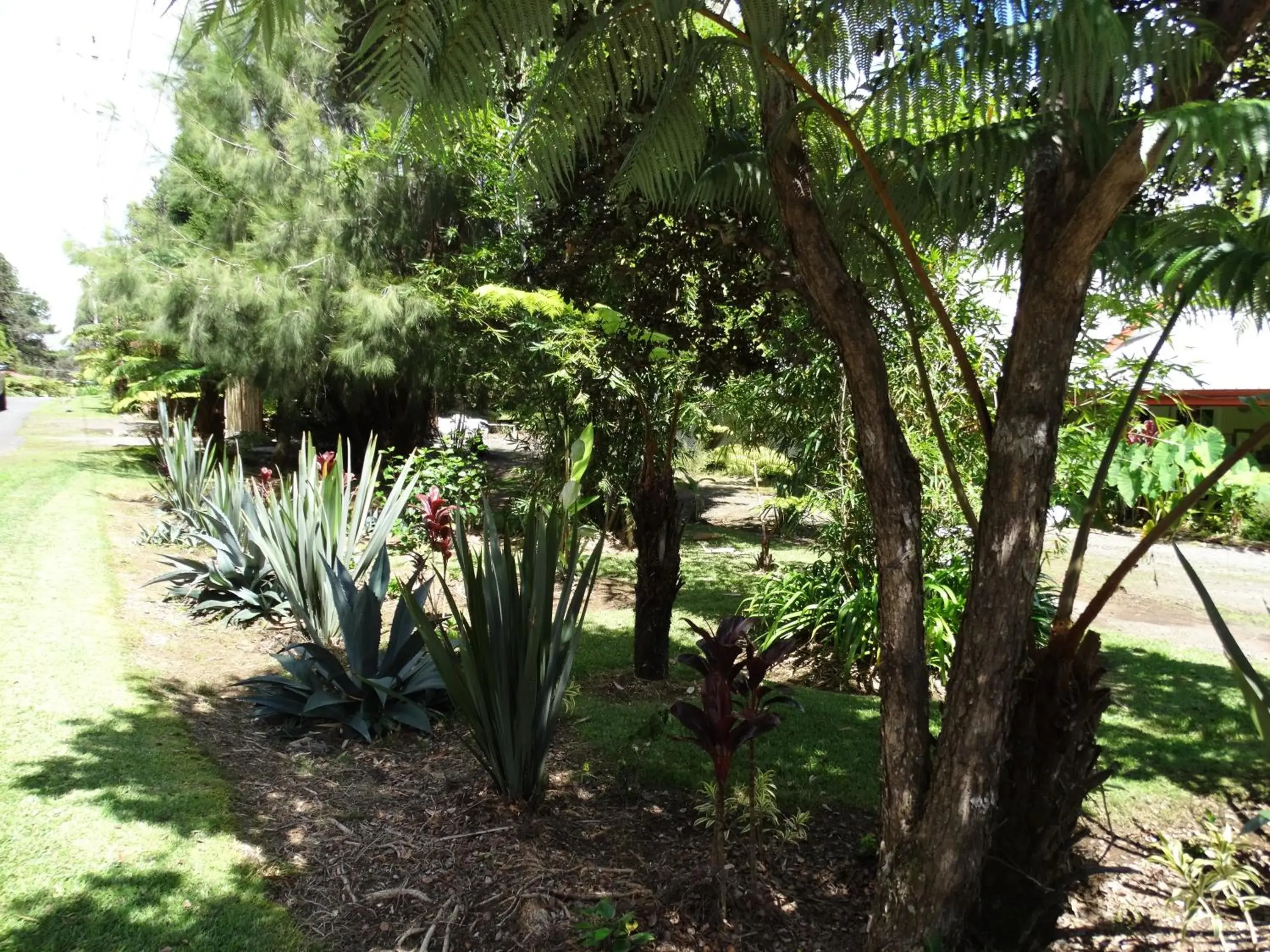 Garden in Lokahi Lodge Garden in Lokahi Lodge