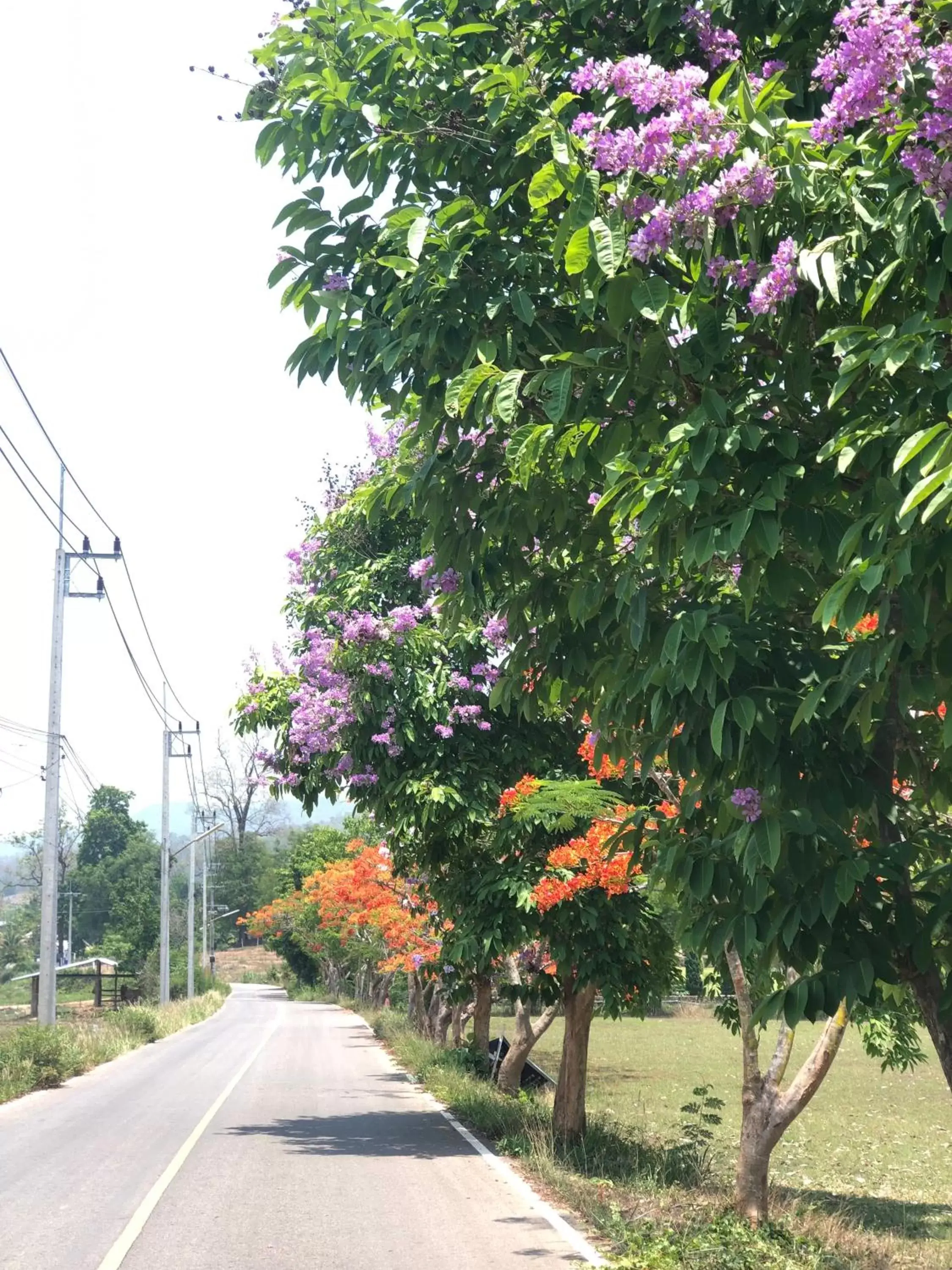 Spring in Pura Vida Pai Resort