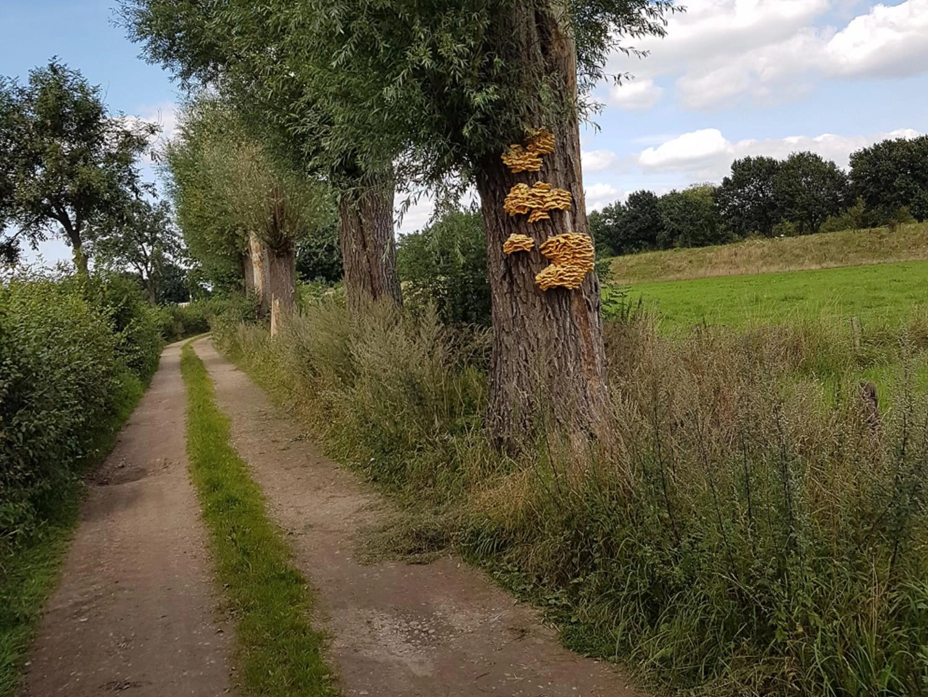 Natural landscape, Garden in Bed & Breakfast "Aan de Bagijnstraat".