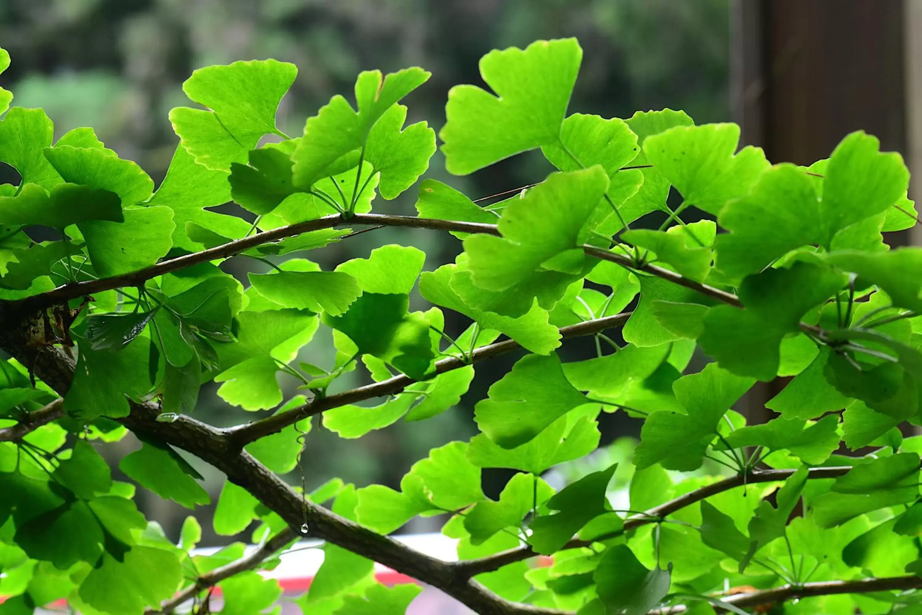 Natural landscape, Other Animals in Ginkgo Hotel