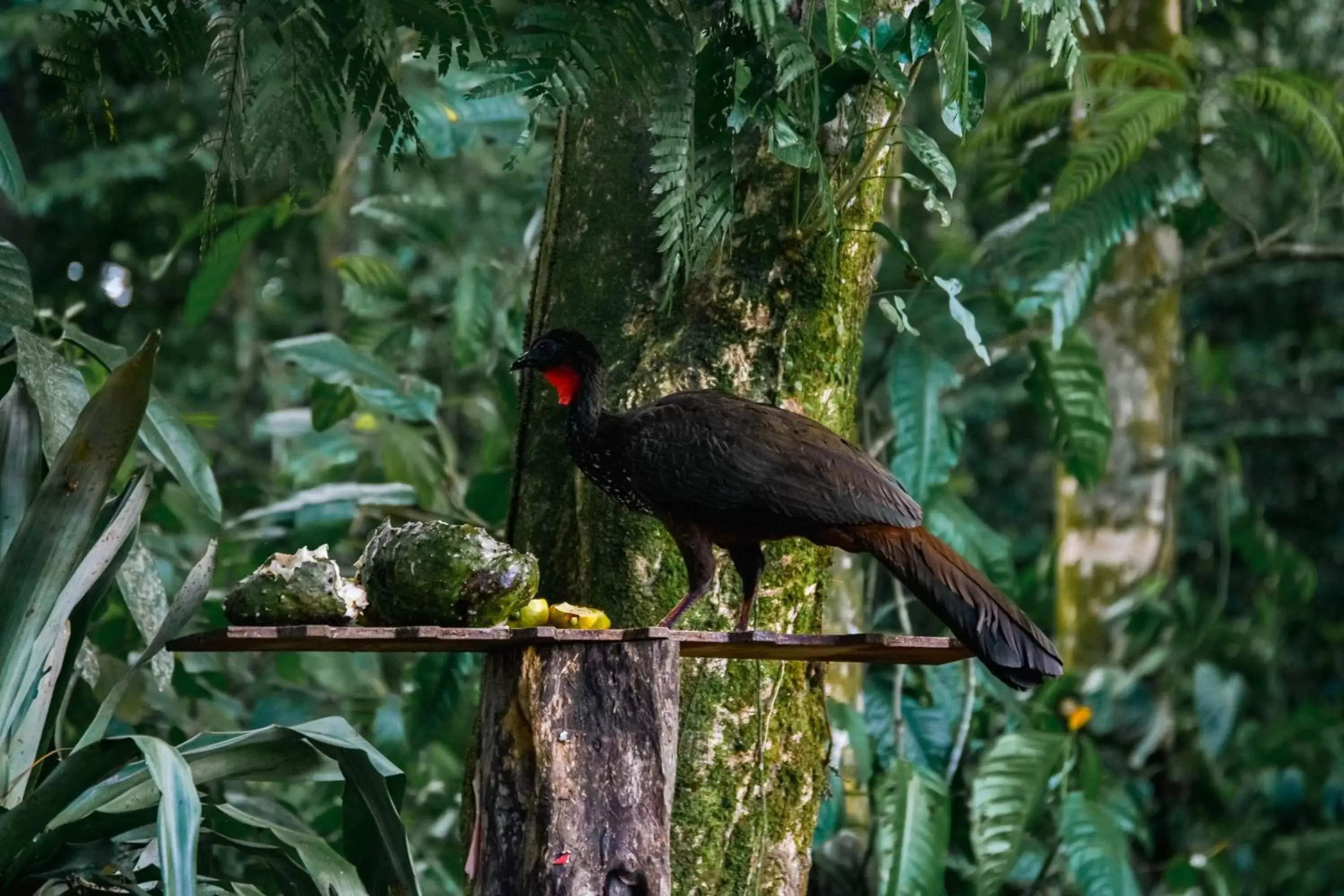 Animals, Other Animals in Arenal Descanso