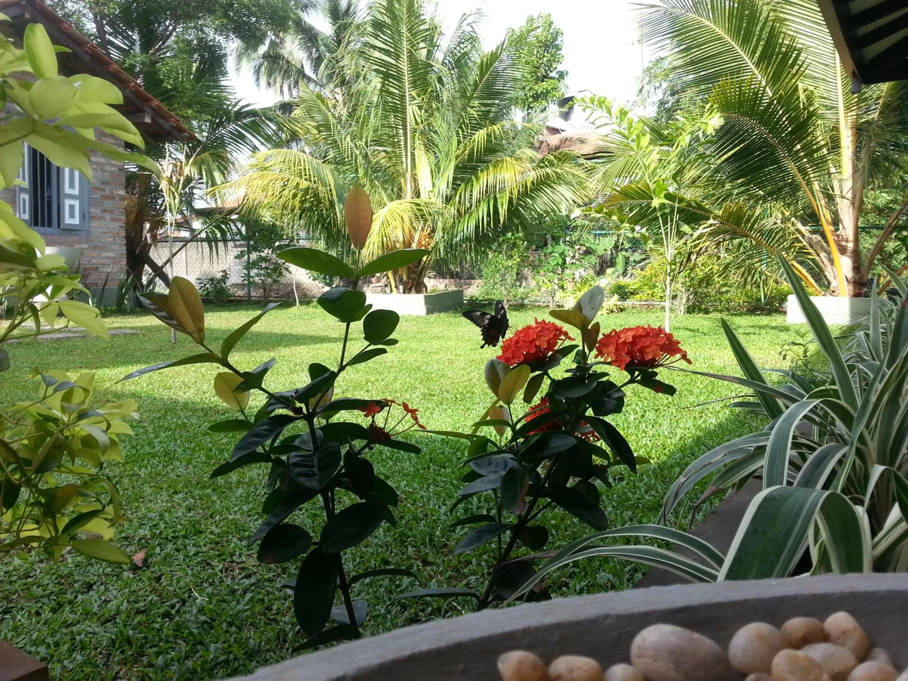 Animals in Green Wood Villa Negombo