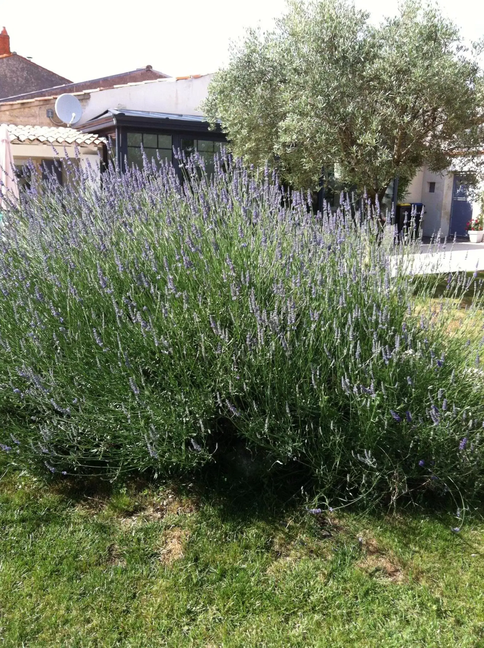 Garden in La Jarrie Leduc