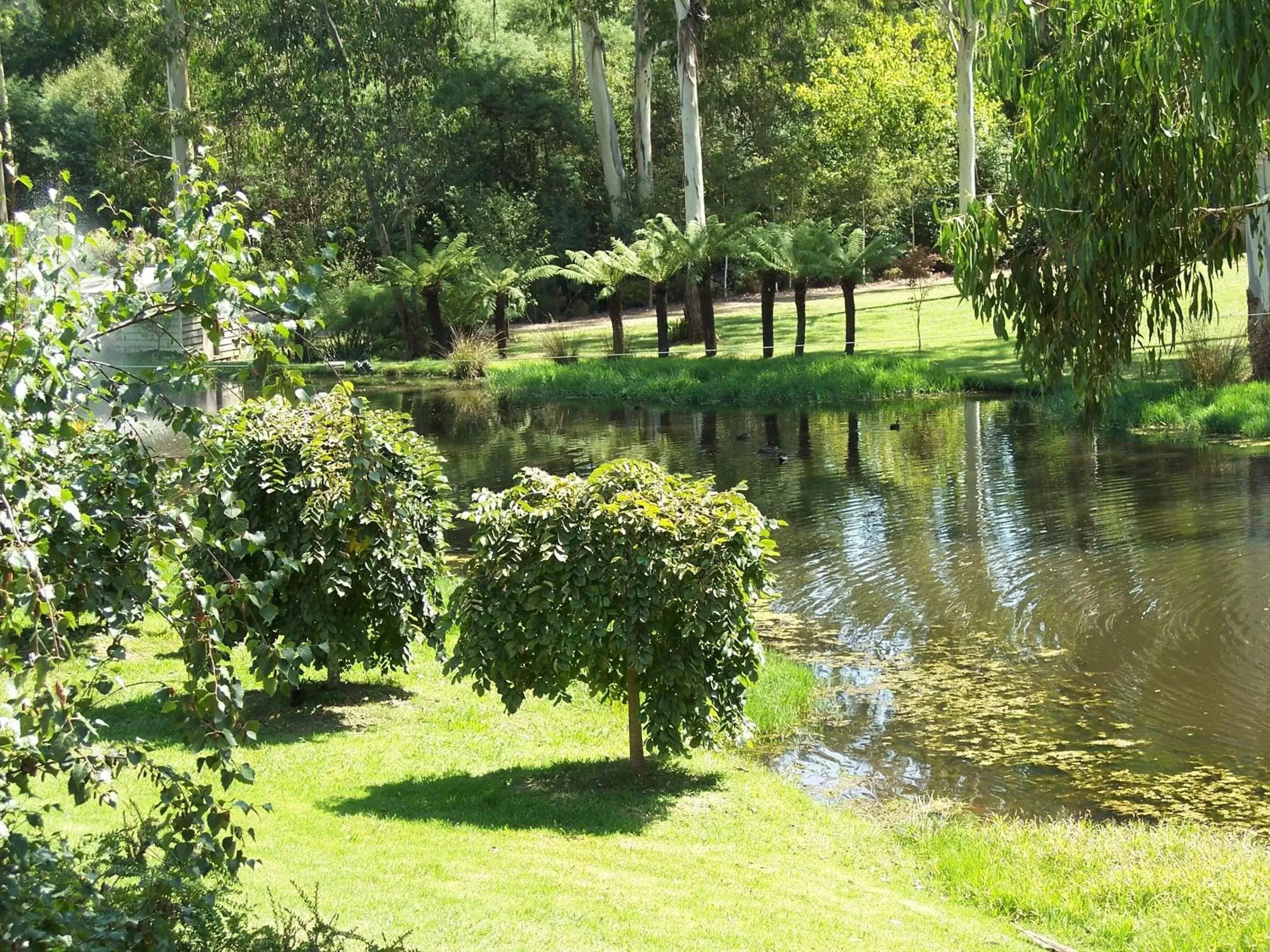 Garden in Nightcap at York on Lilydale