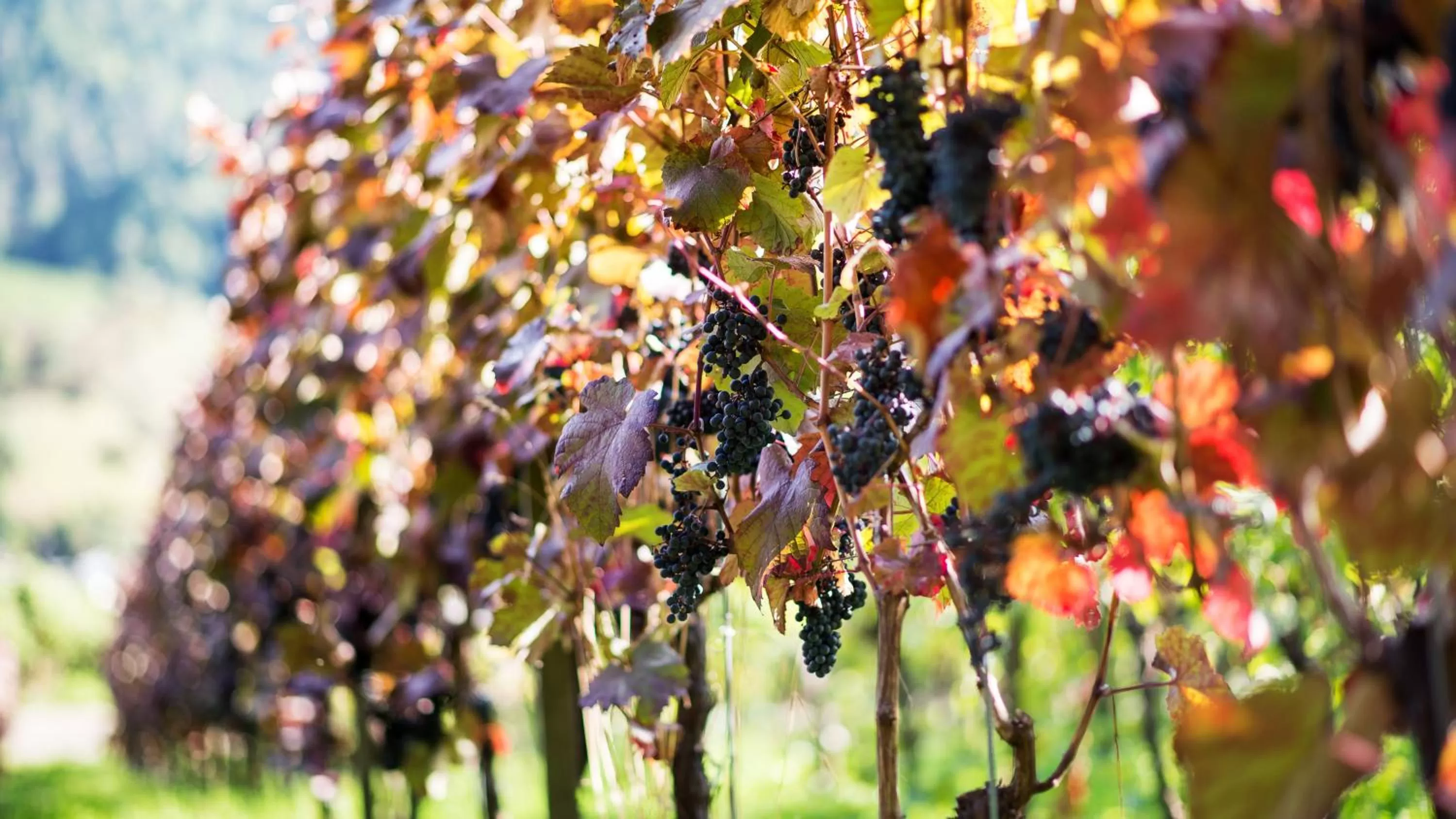 Day in Hotel Rebstock