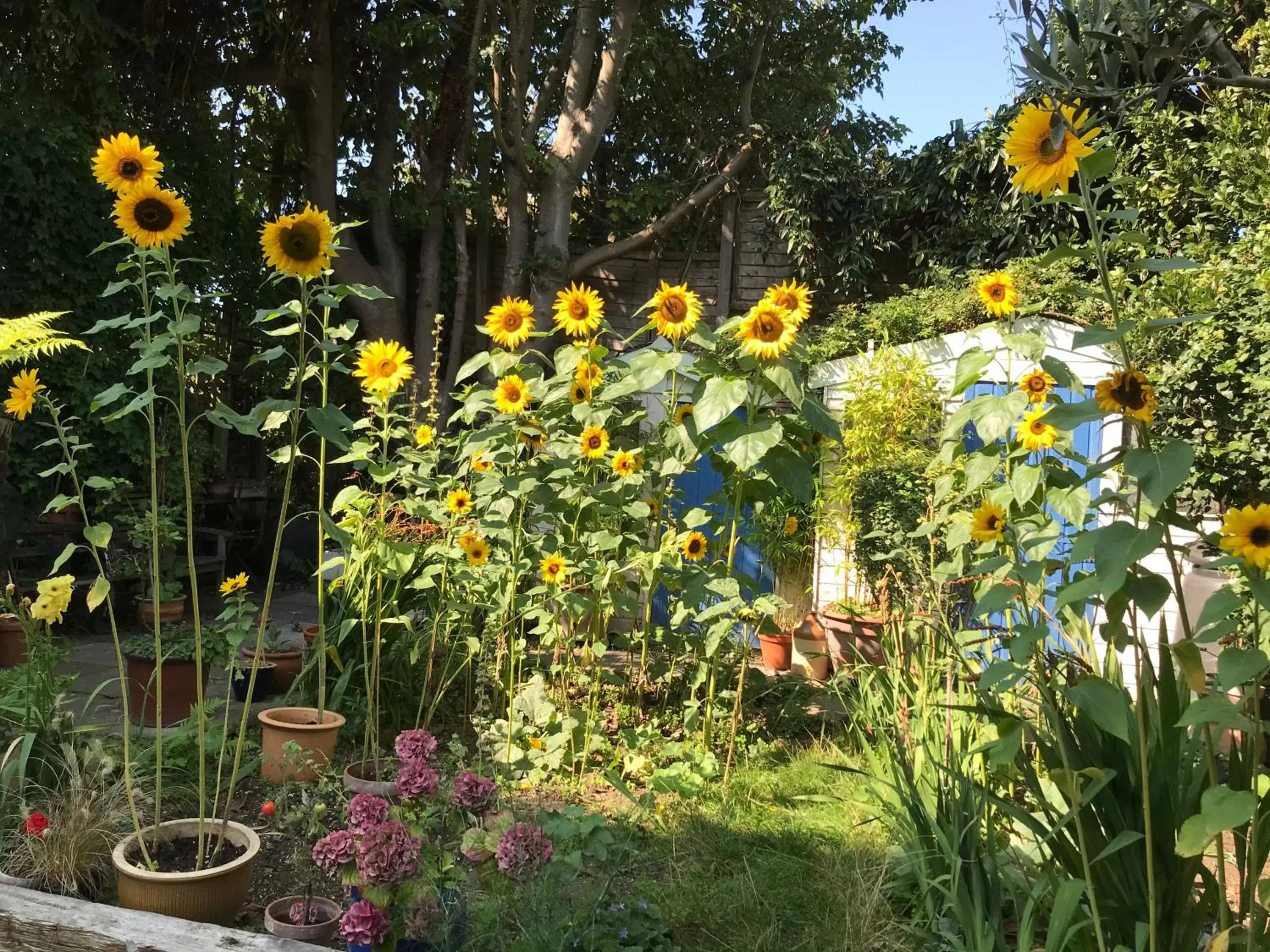 Garden in Broadstairs House Boutique B&B By The Sea