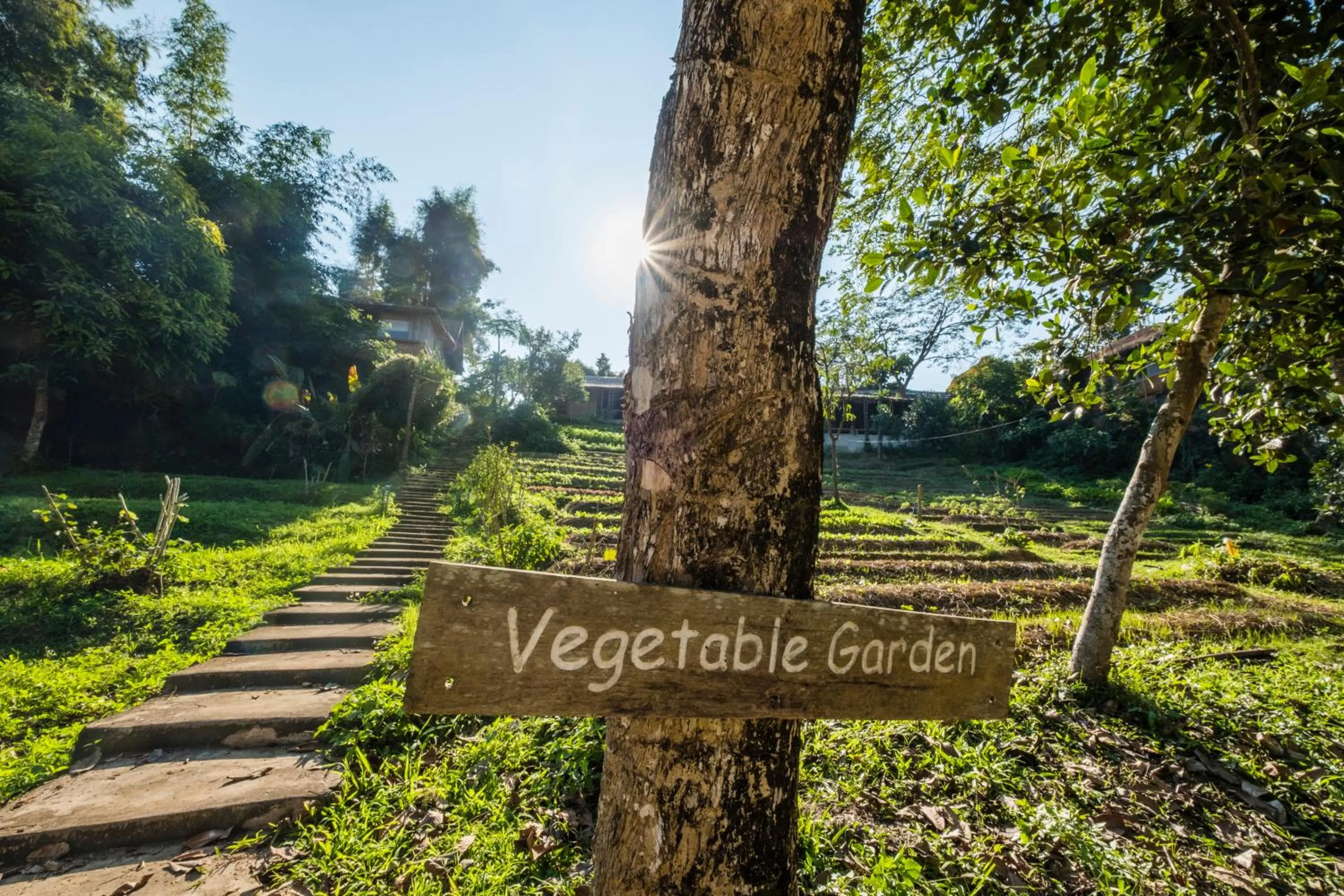 Hiking in Phu Chaisai Chiang Rai Mountain Resort