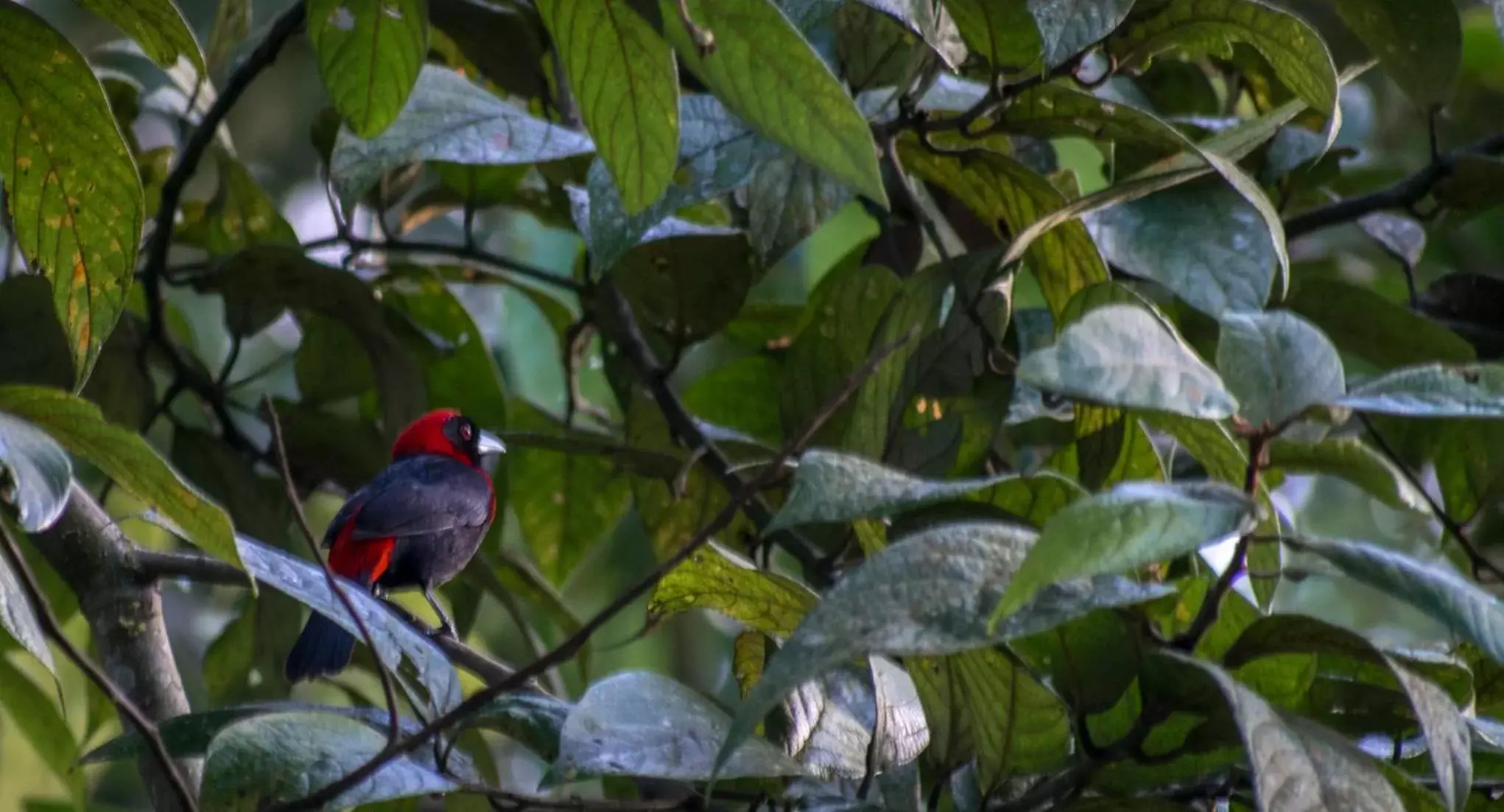 Bird's eye view, Other Animals in Hotel Kokoro Mineral Hot Springs