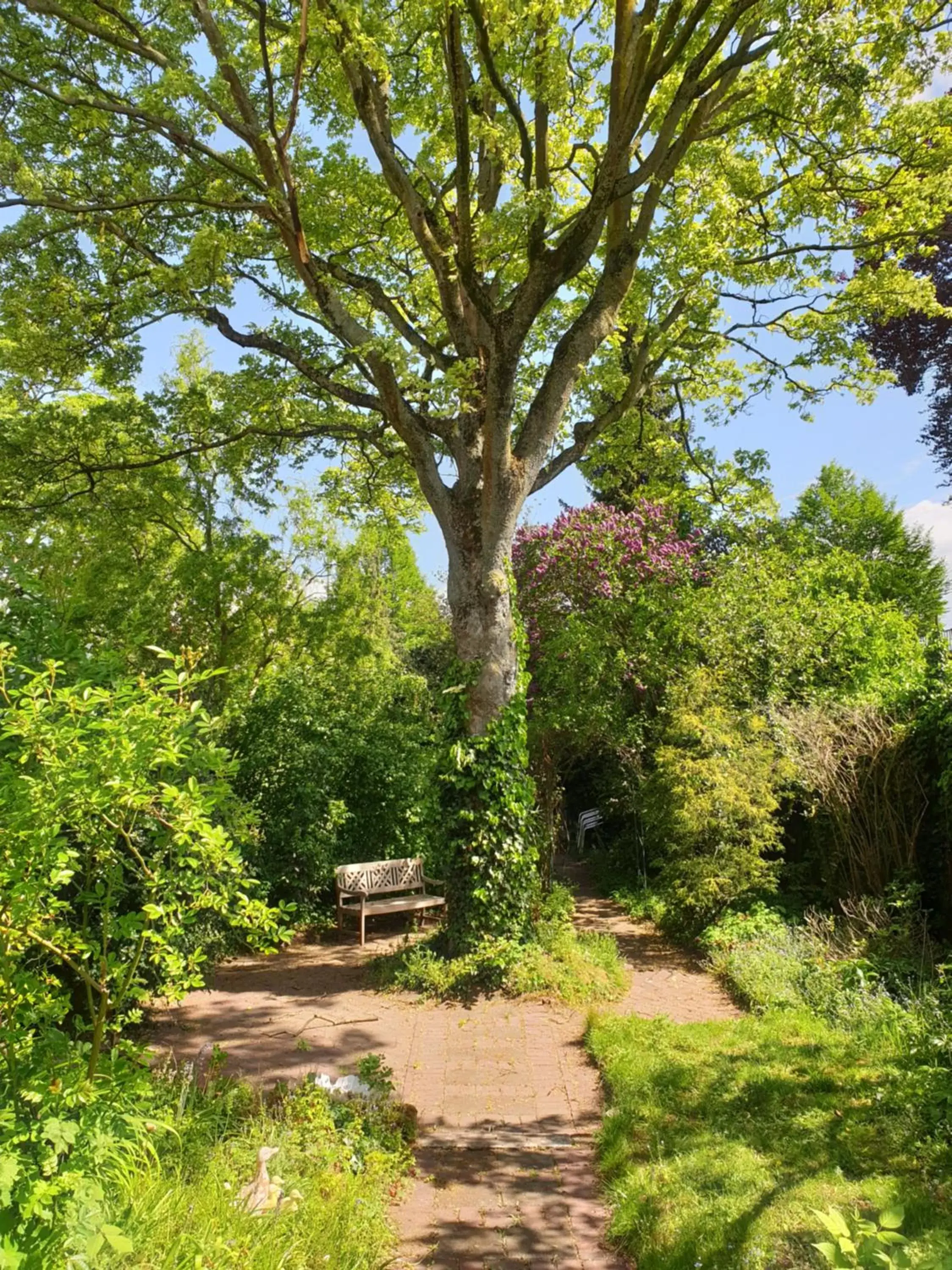 Garden in B&B Willem II