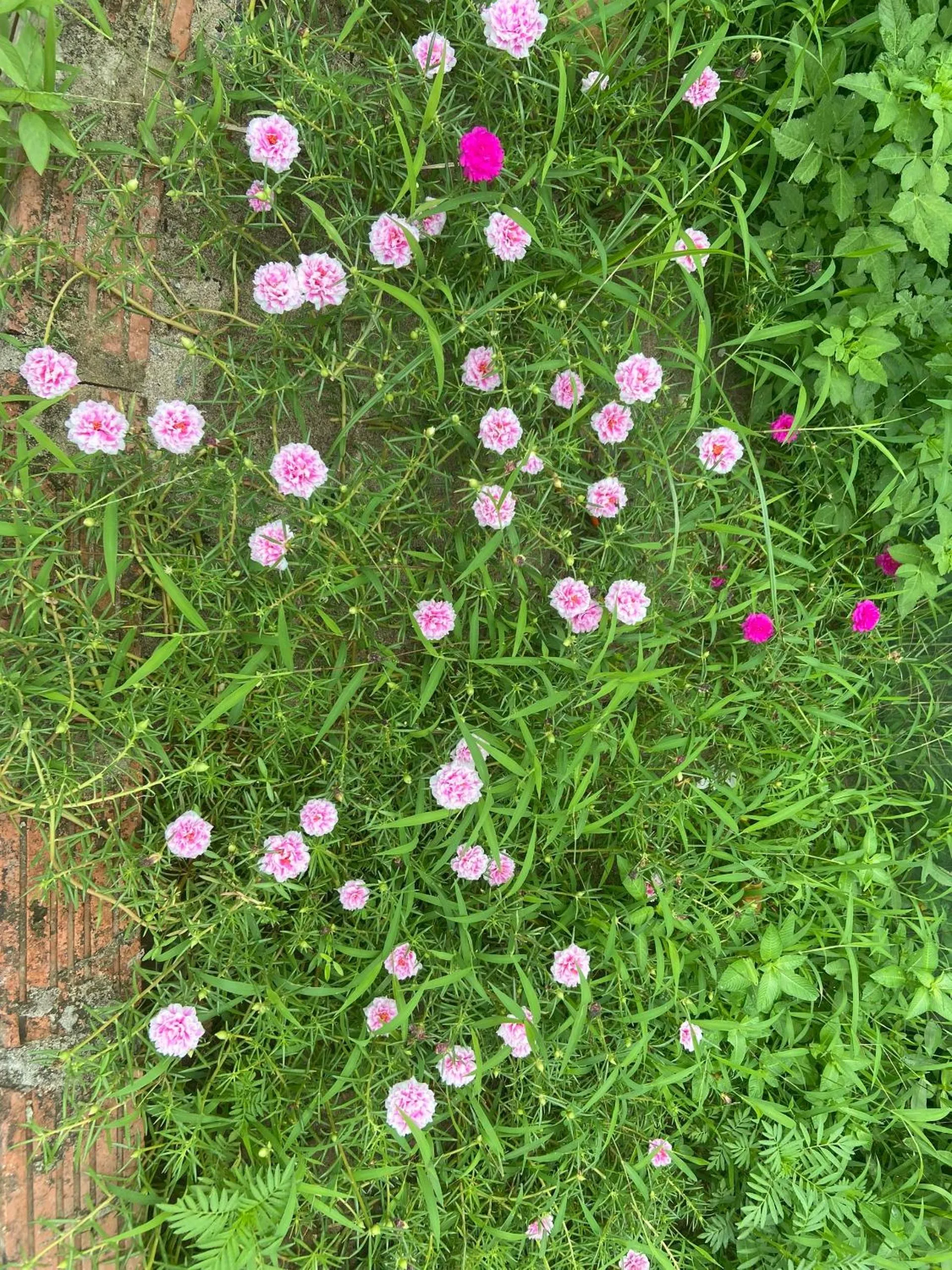 Other Animals in Tam Coc Mountain View Homestay