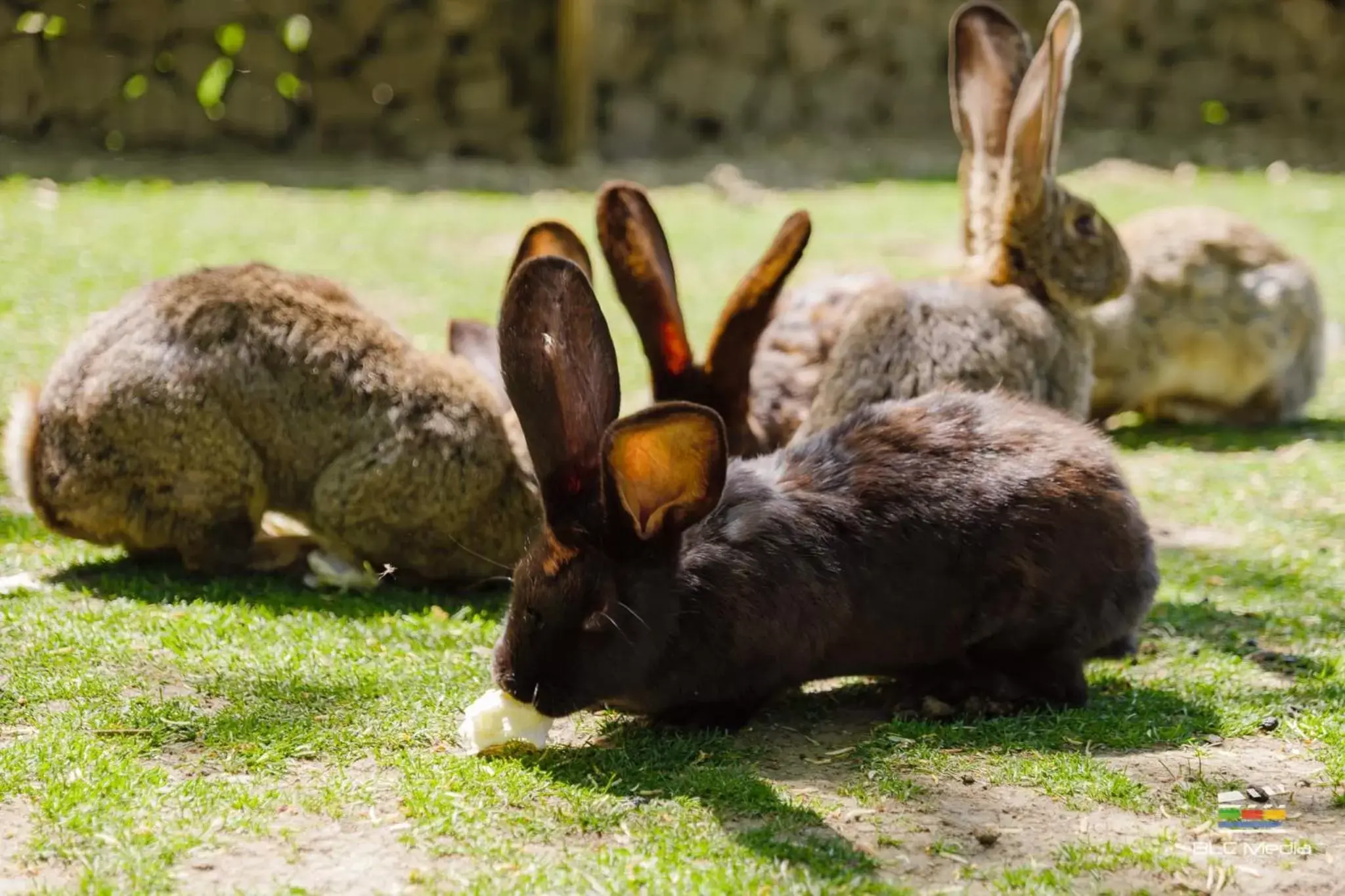 Garden, Other Animals in Wolkendorf Bio Hotel & Spa