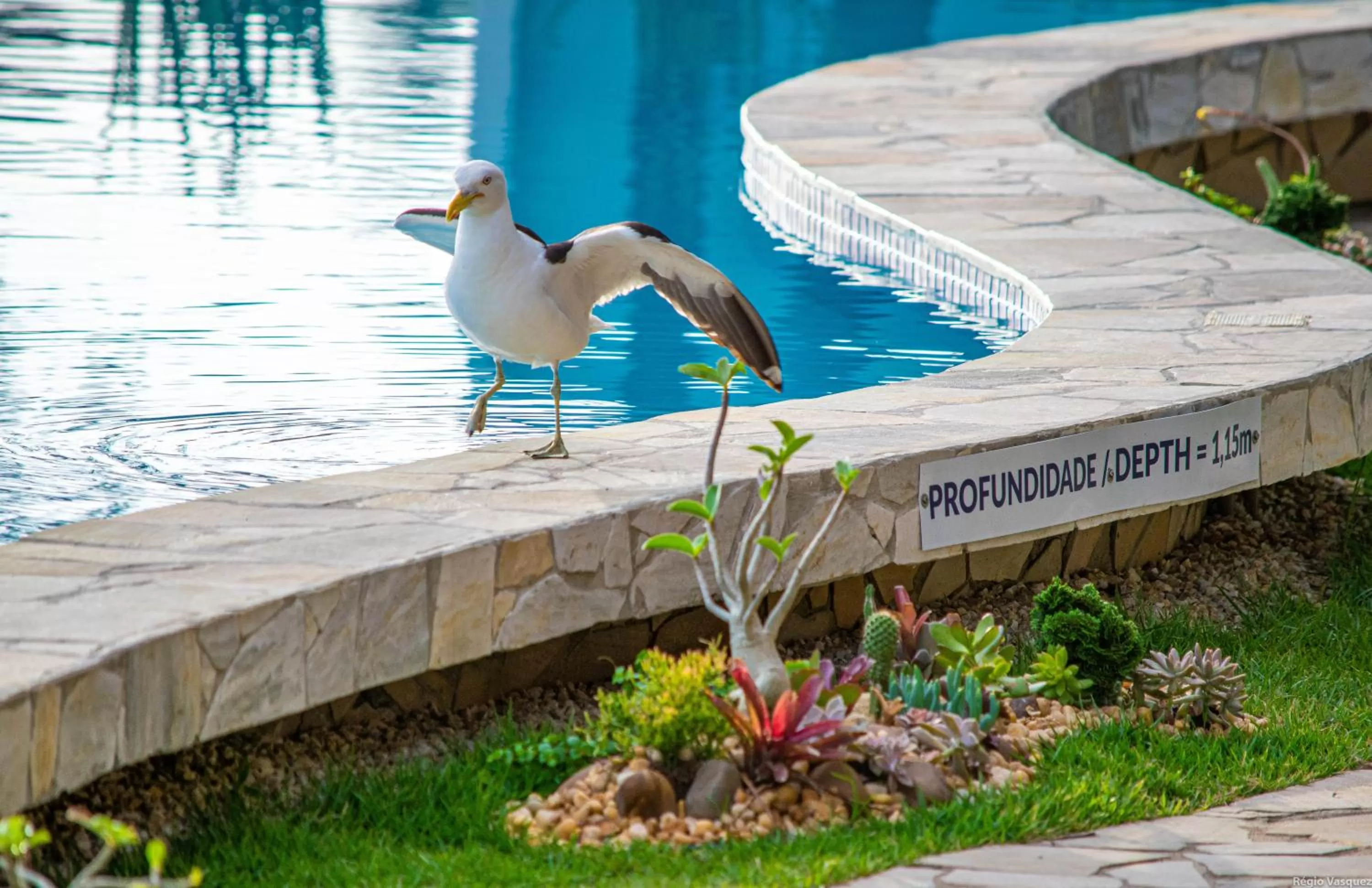 Animals in Chez Pitu Praia Hotel