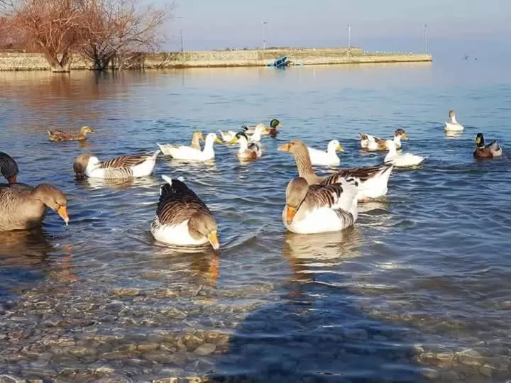 Other Animals in Hotel Restaurant Univers