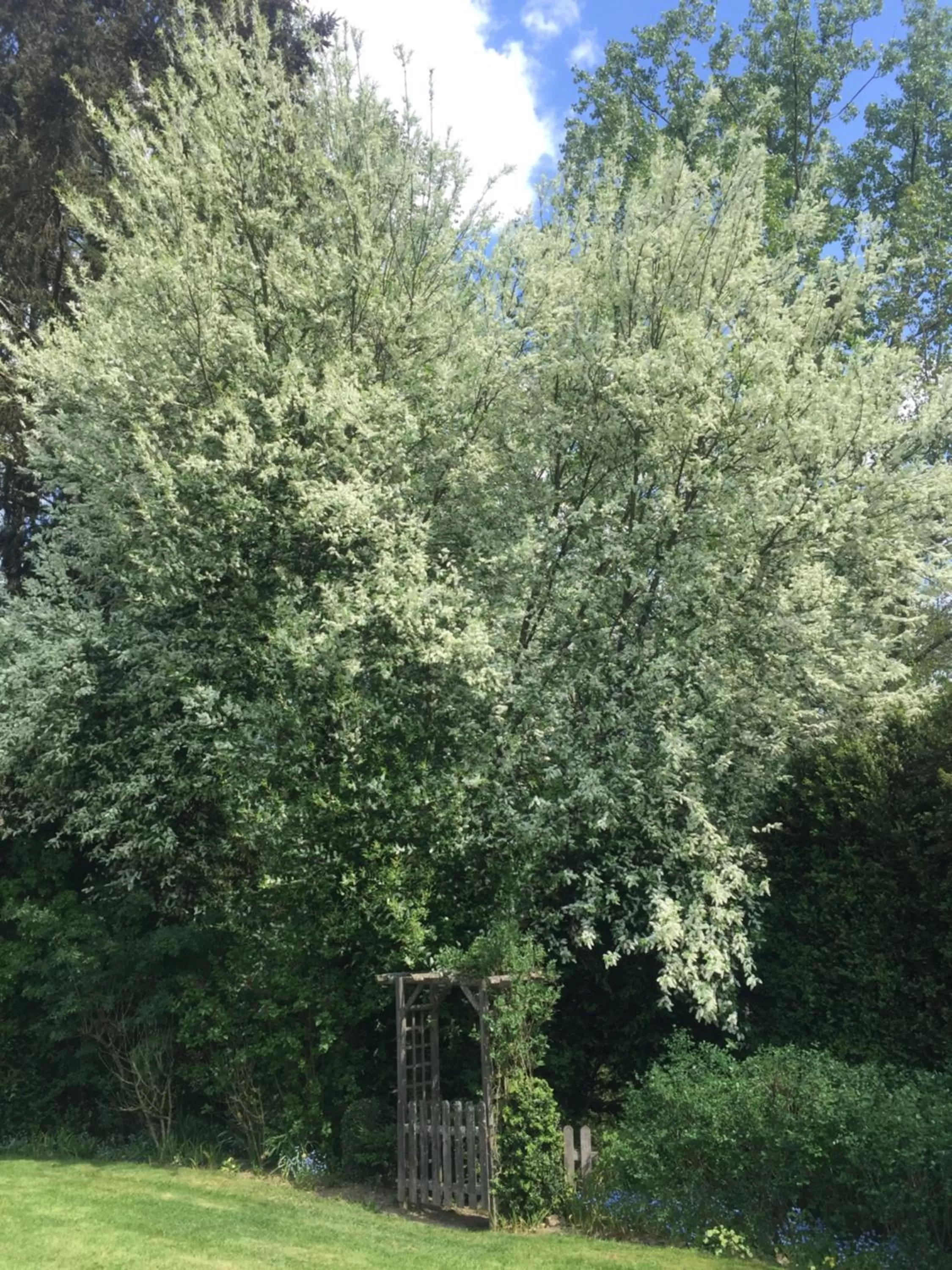Garden in Chambres d'hôtes Le Bas Rassinoux