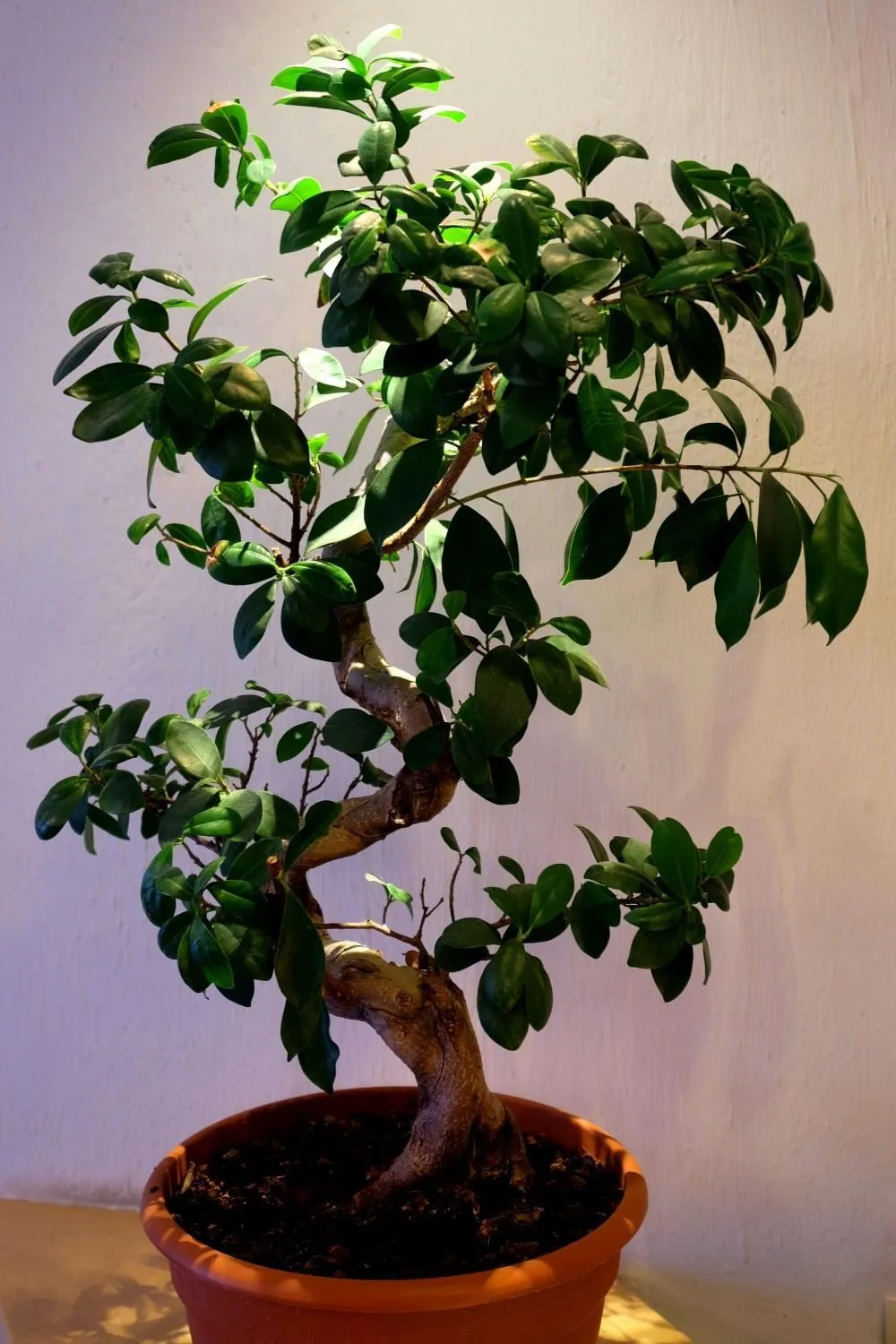 Decorative detail in Hotel Carmen