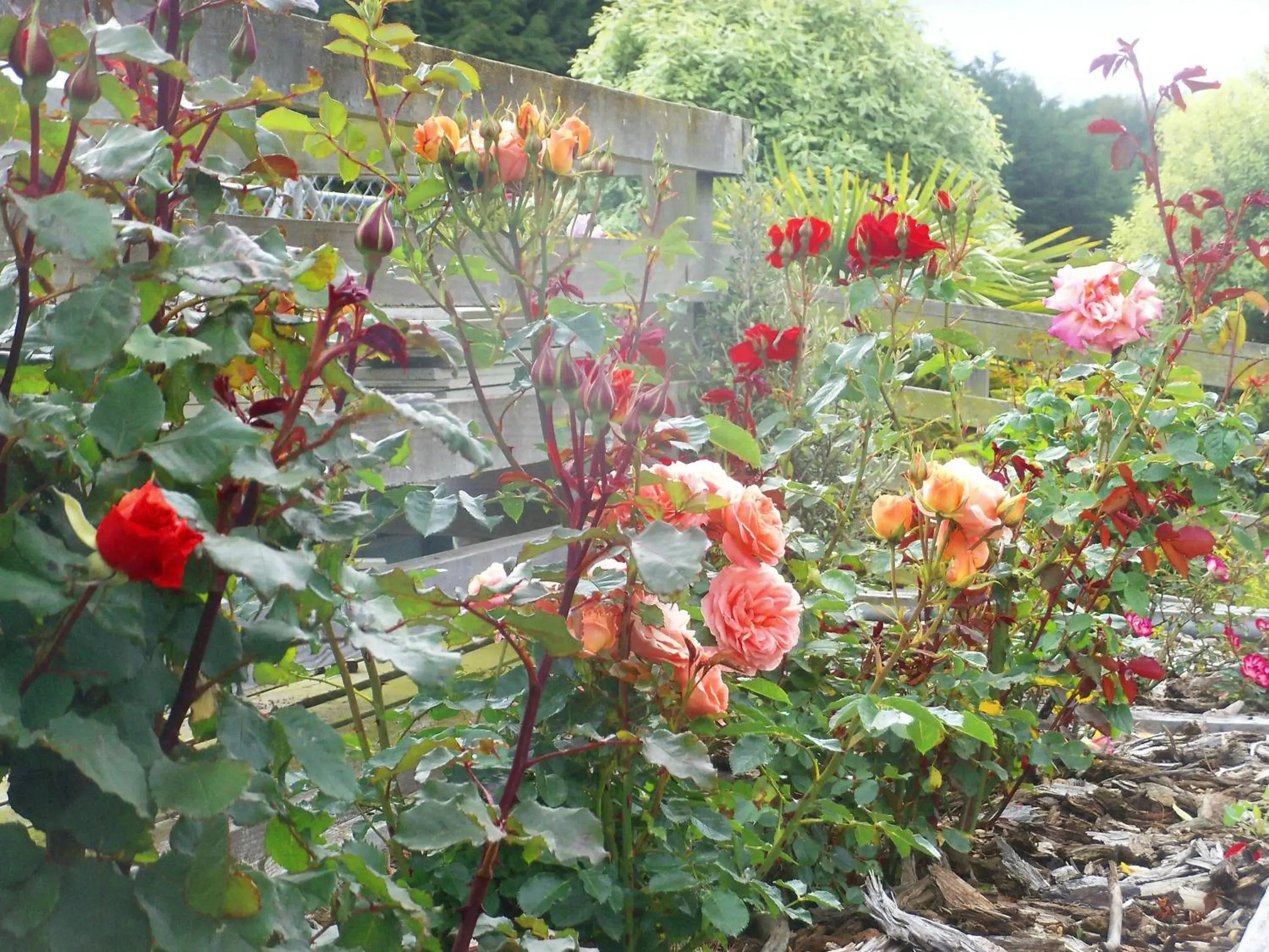 Garden view, Garden in The Reservation B&B