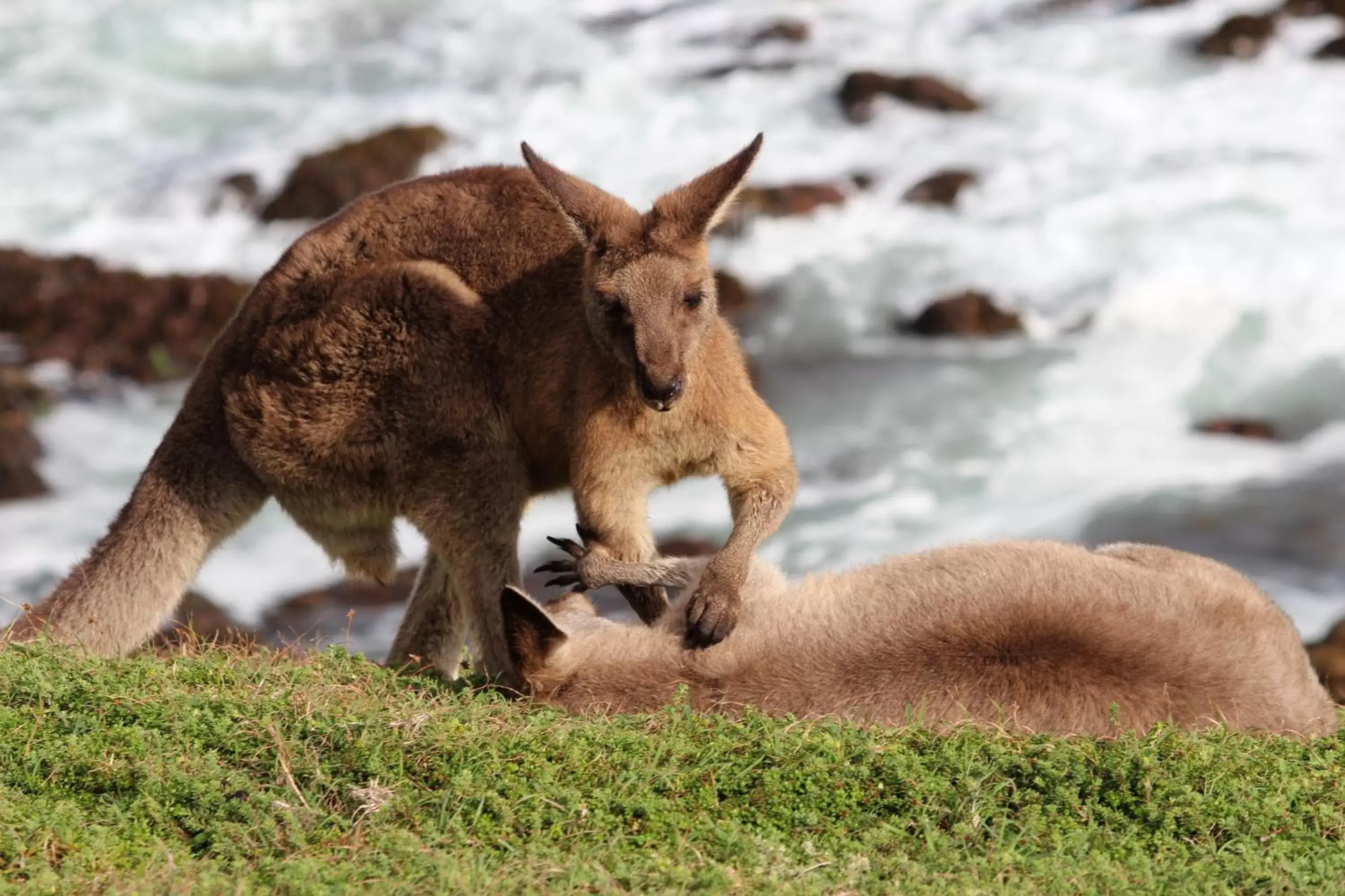 Other, Other Animals in Korora Bay Village Resort