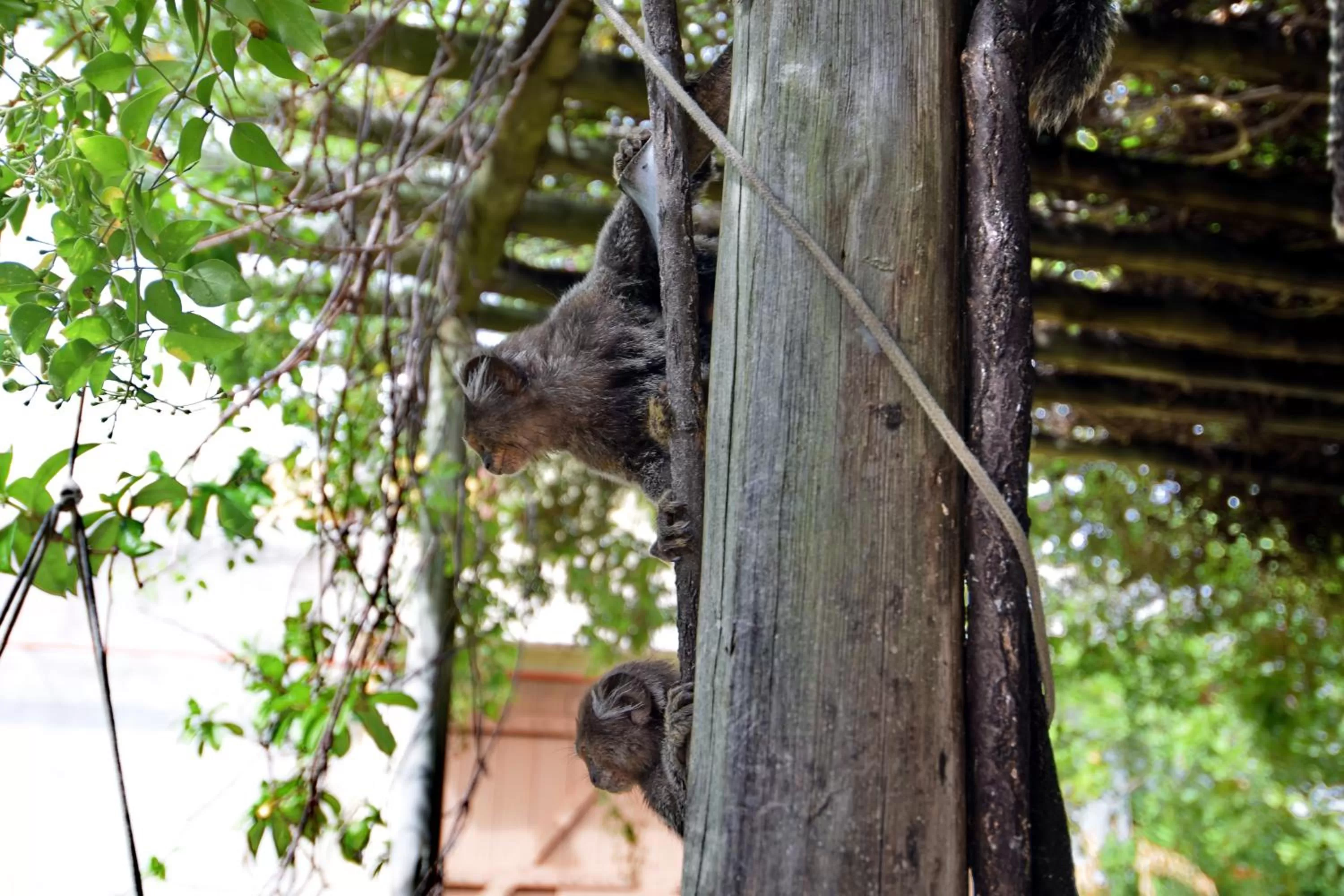 Animals in Pousada Ipitanga IV