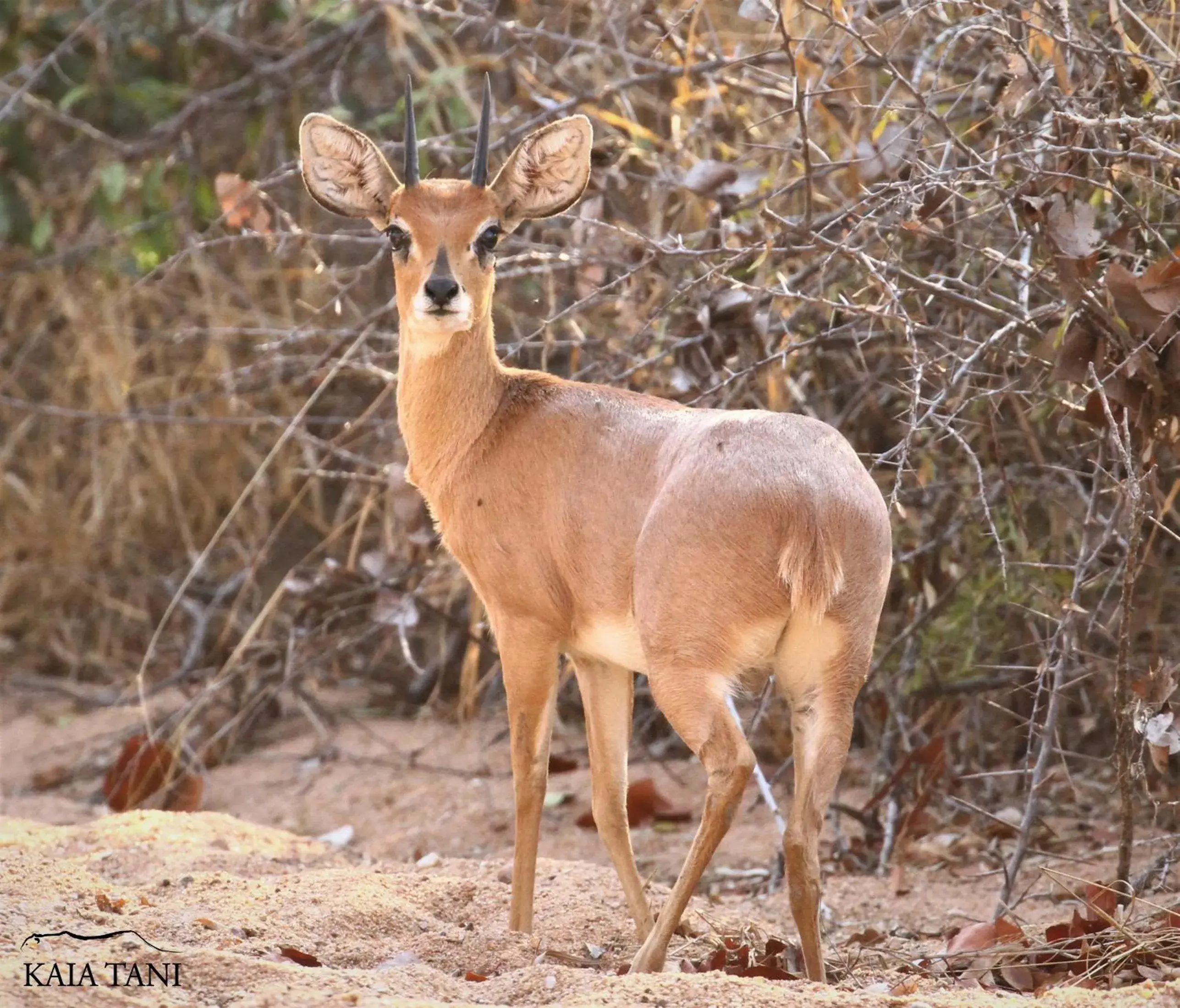 Animals in Kaia Tani