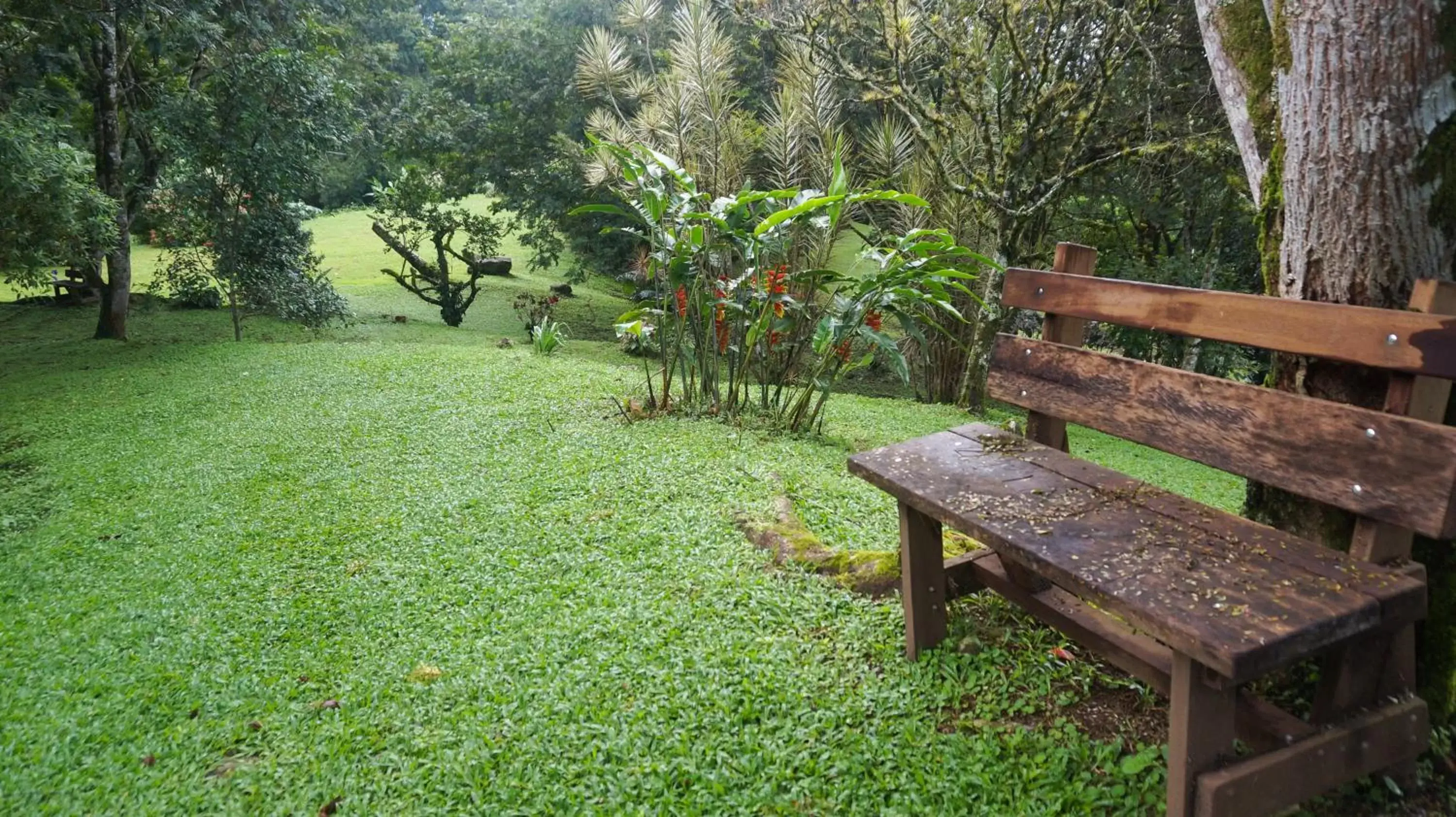 Natural landscape, Garden in Hospedaje La Naciente