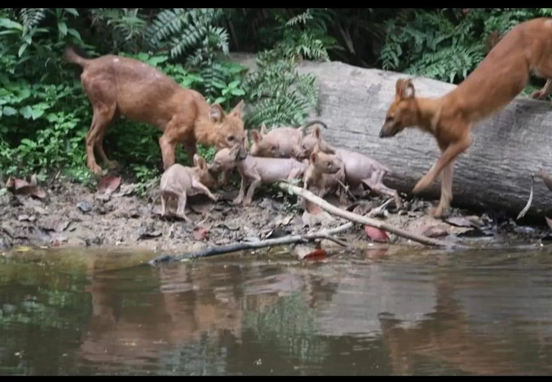 Pakchong hostel & wildlife tour