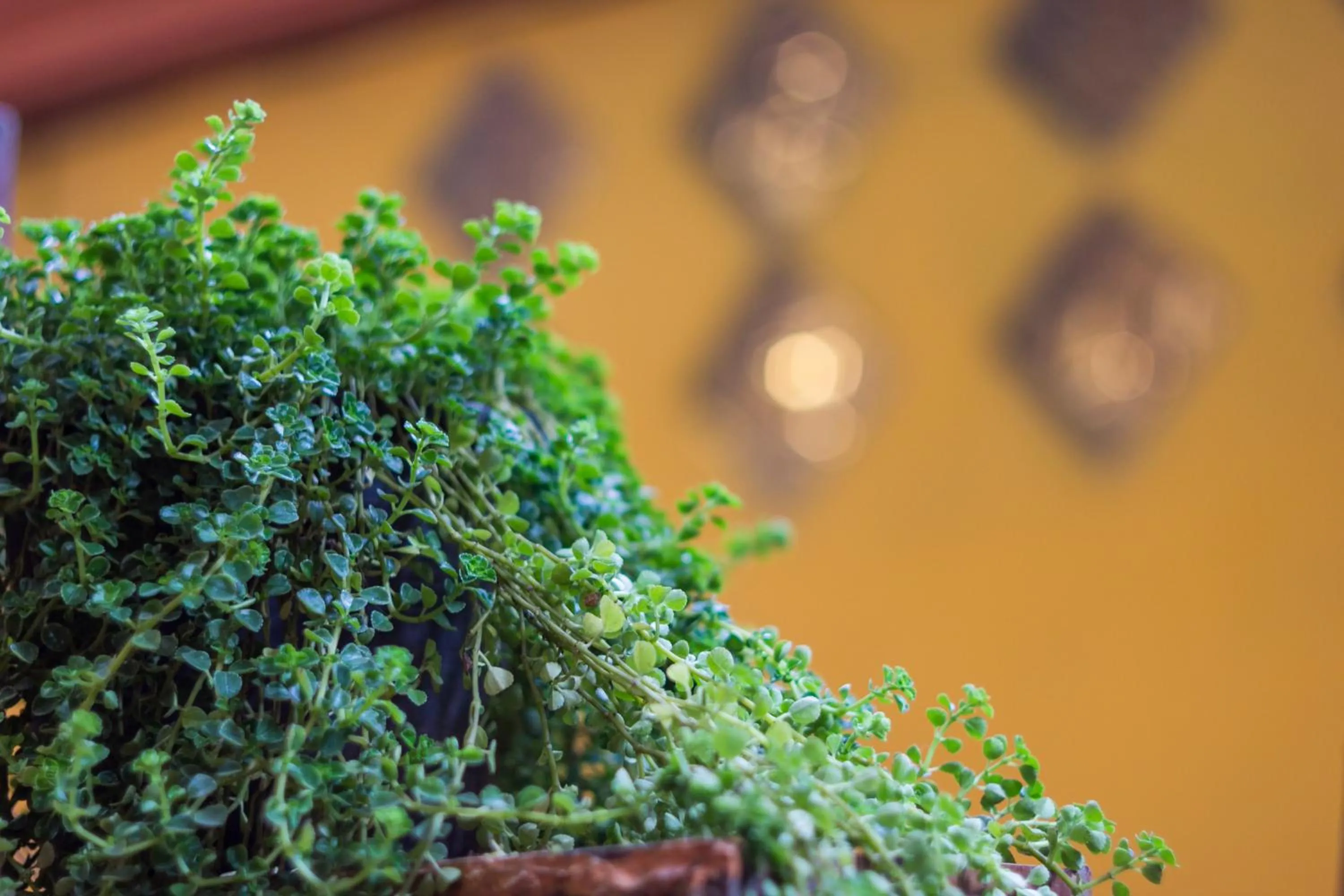 Garden in Changmoi House (Little Village)