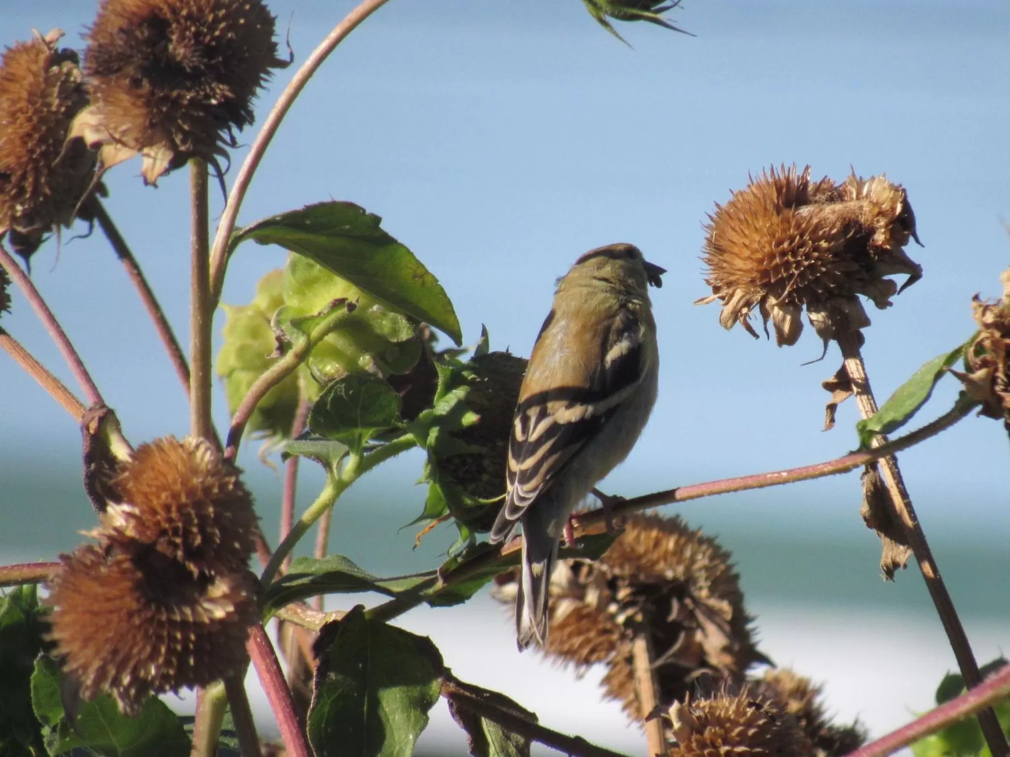Day in Walla Walla Garden Motel