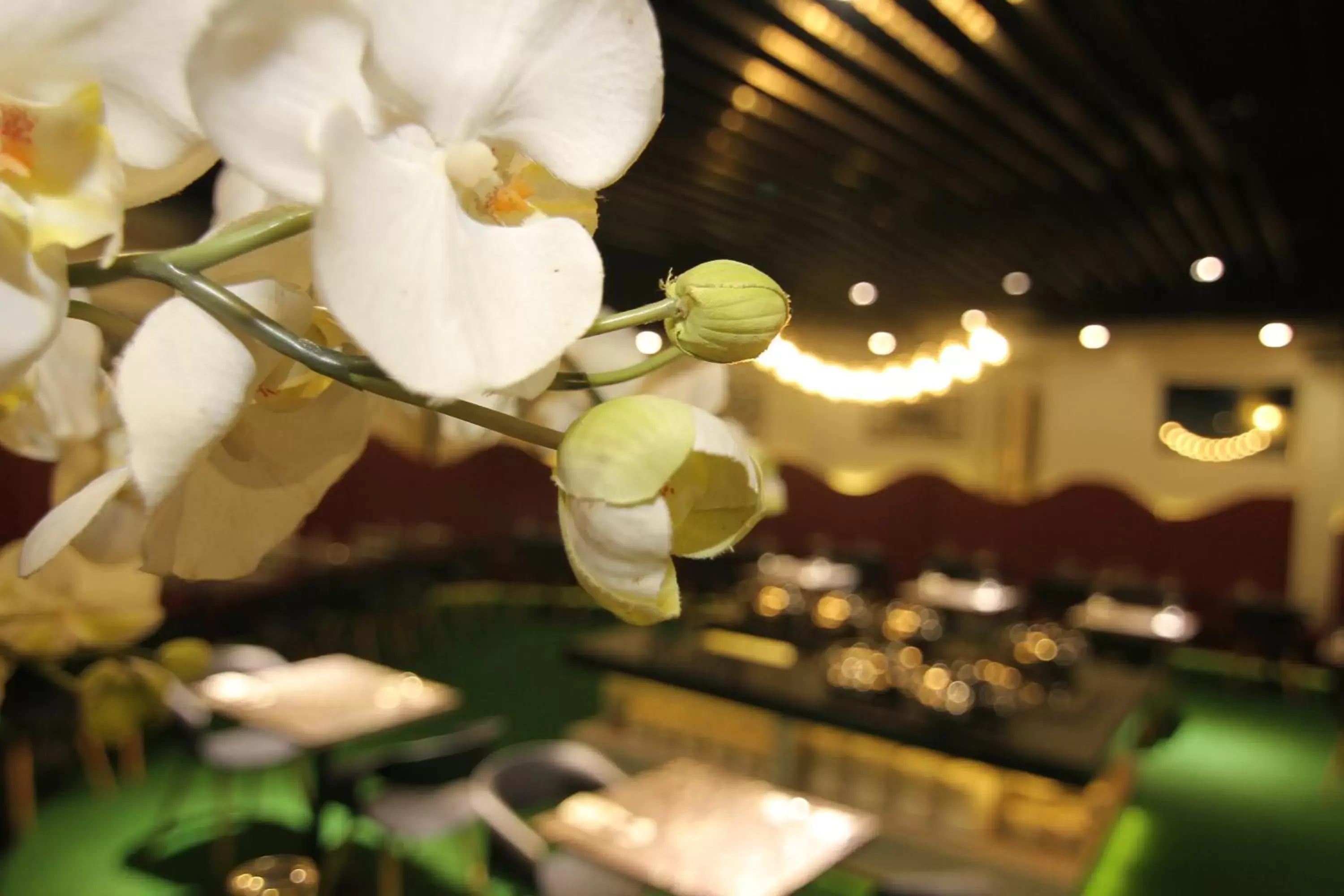 Dining area in Eloisa Royal Suites