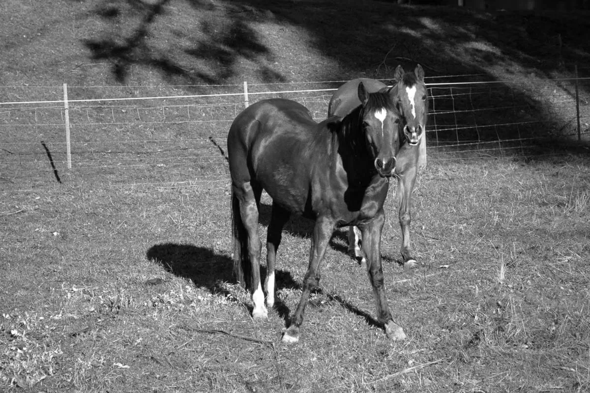 Rosewood Park Guest Suite