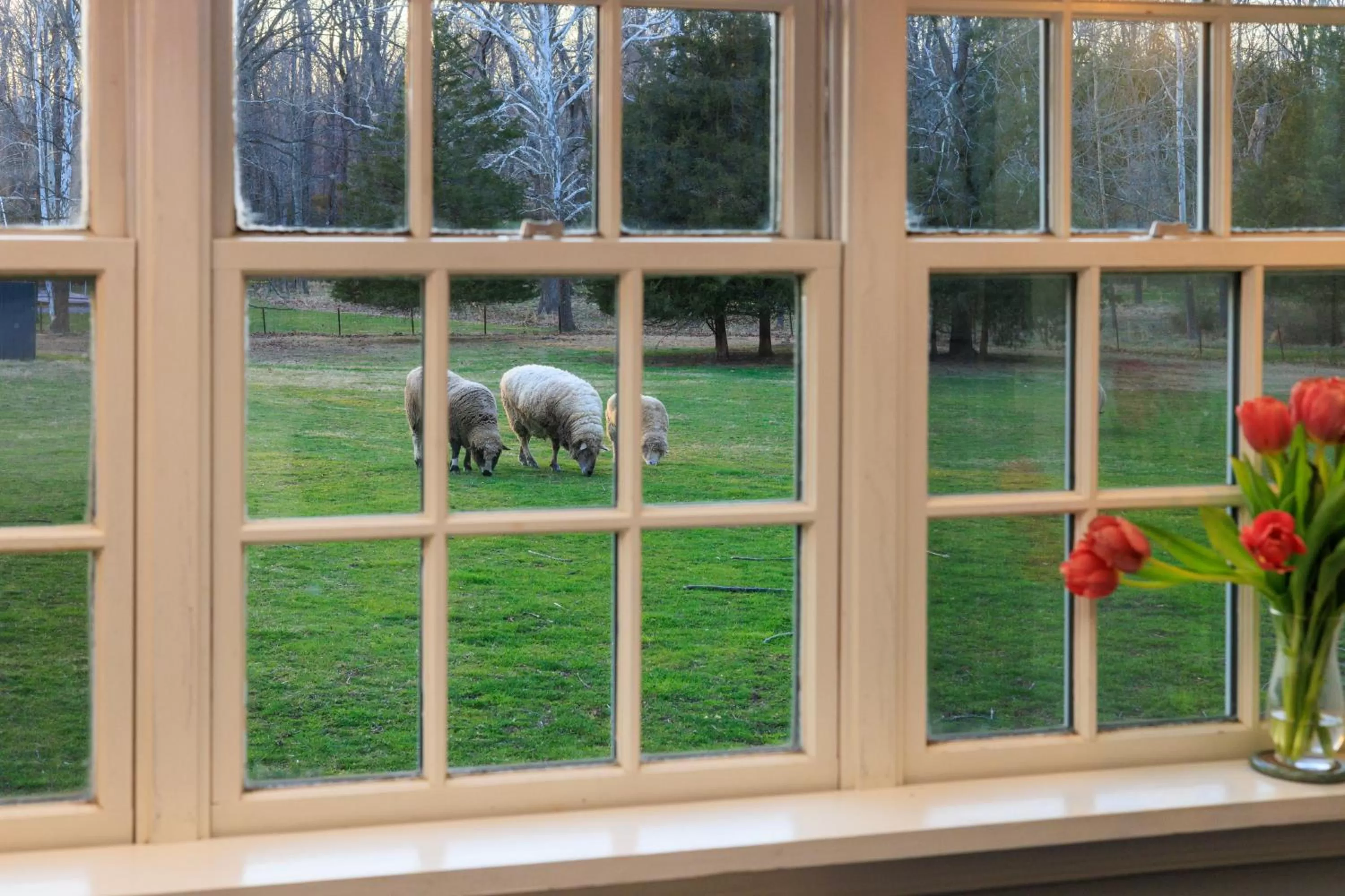 Animals in Woolverton Inn