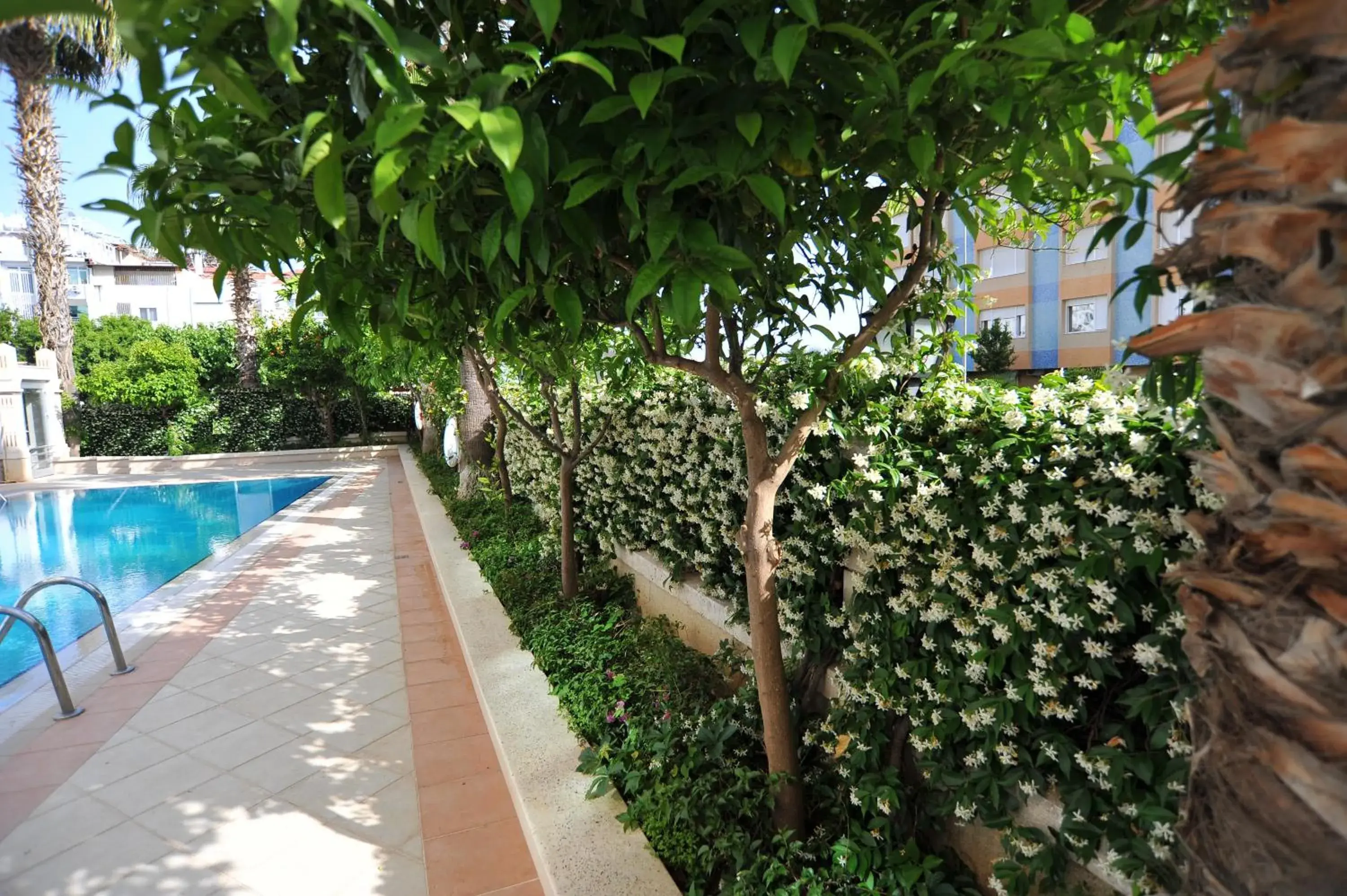Garden, Swimming Pool in Hotel Royal Hill