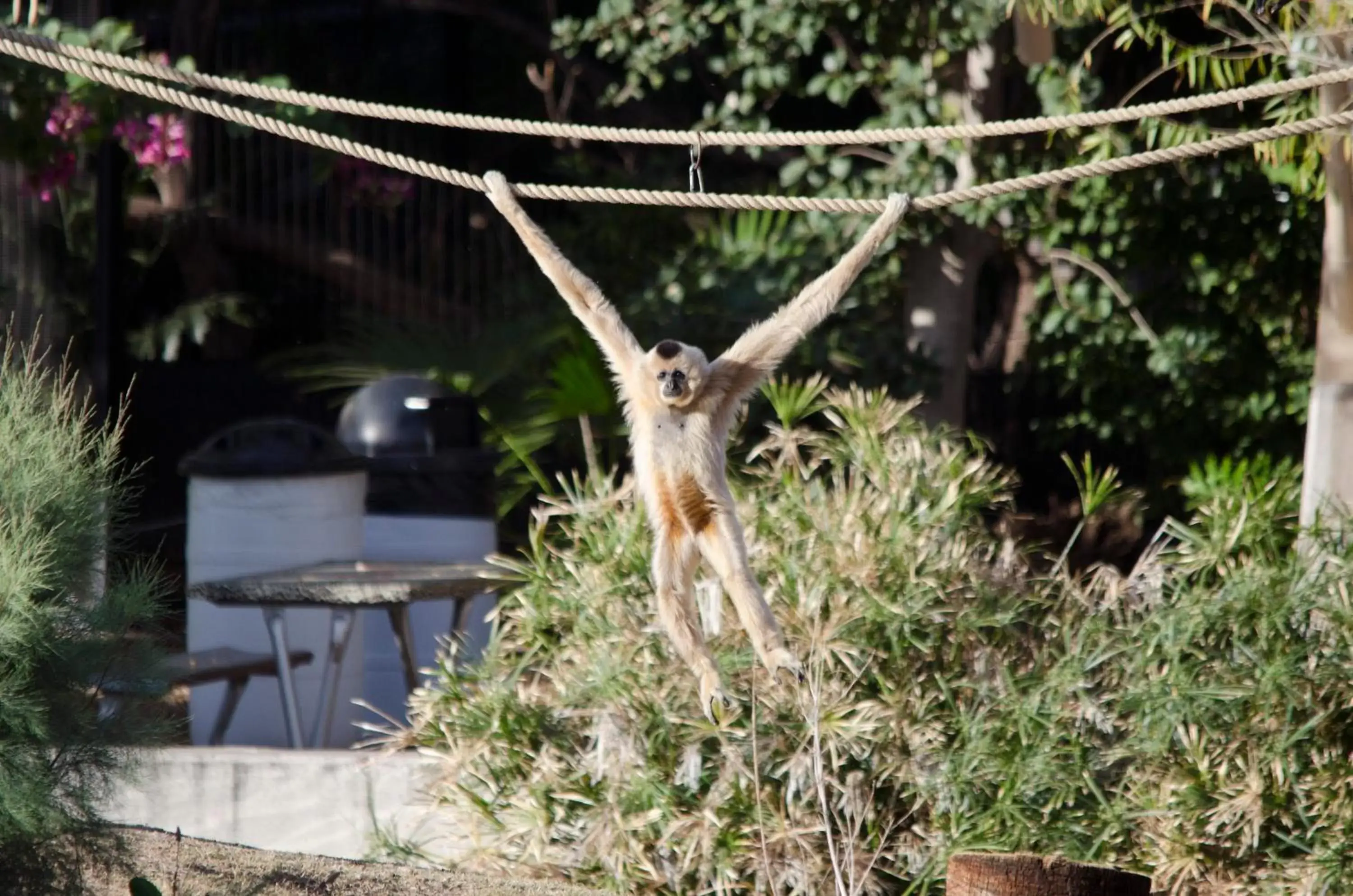 Nearby landmark, Other Animals in Holiday Inn Express & Suites - Phoenix - Airport North, an IHG Hotel