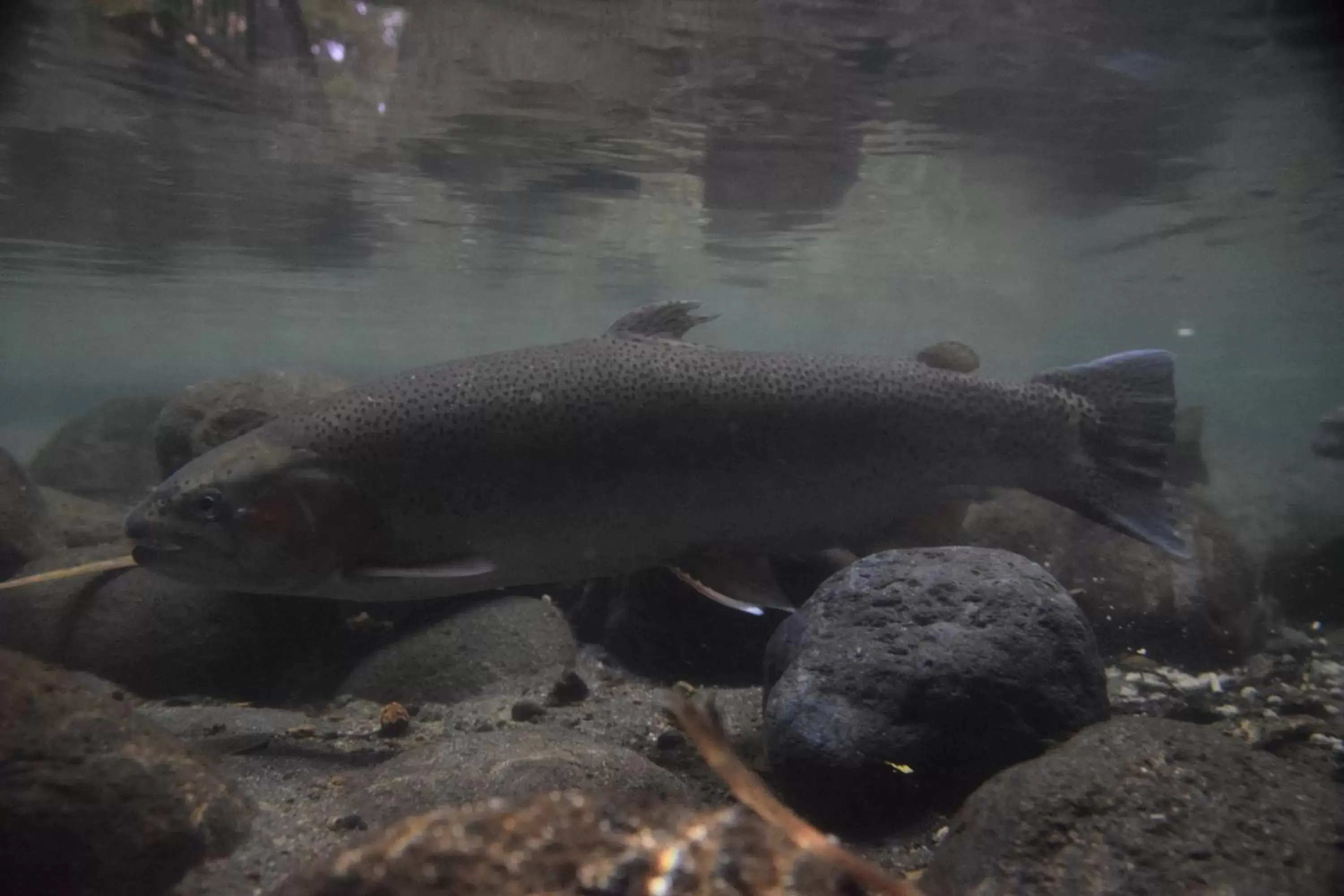 Fishing, Other Animals in Judges Pool Motel Turangi