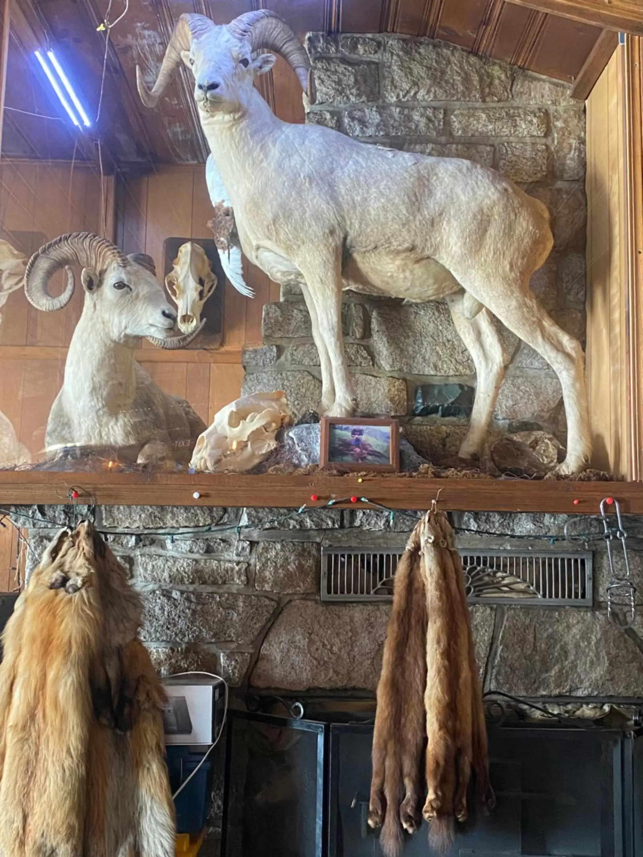 Lounge or bar, Other Animals in Tolsona Lake Lodge