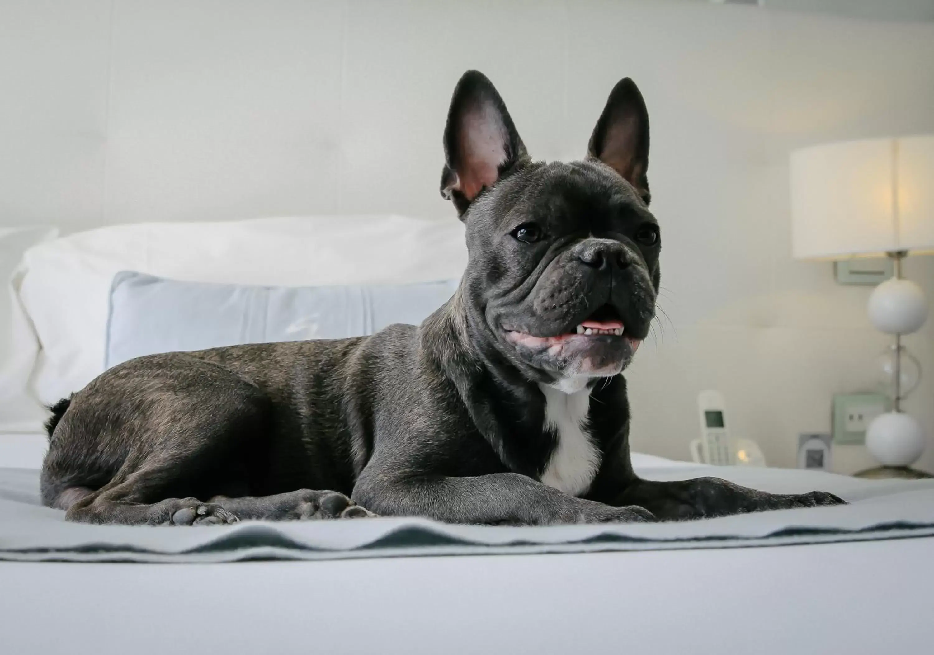 Pets in 1828 Smart Hotel Boutique