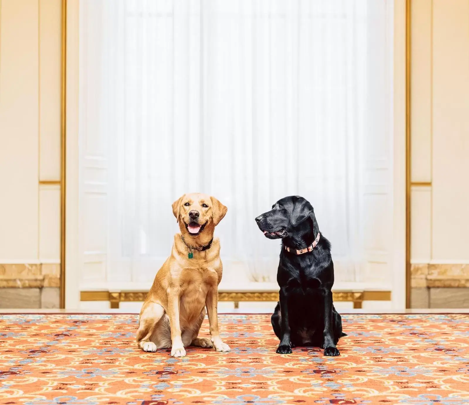 Pets in Fairmont Hotel Vancouver